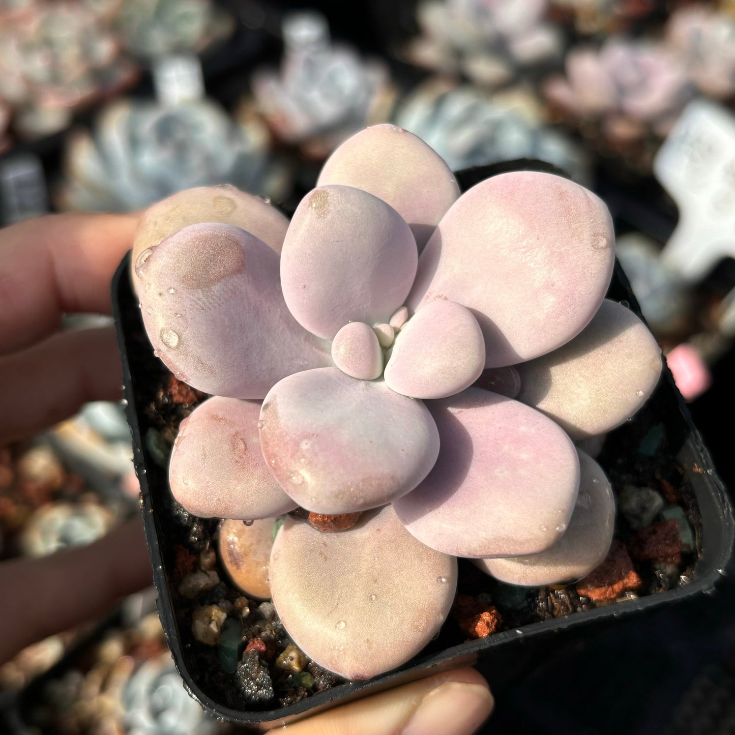 Specail!Graptopetalum Amethystinum Lavender Pebbles 桃蛋