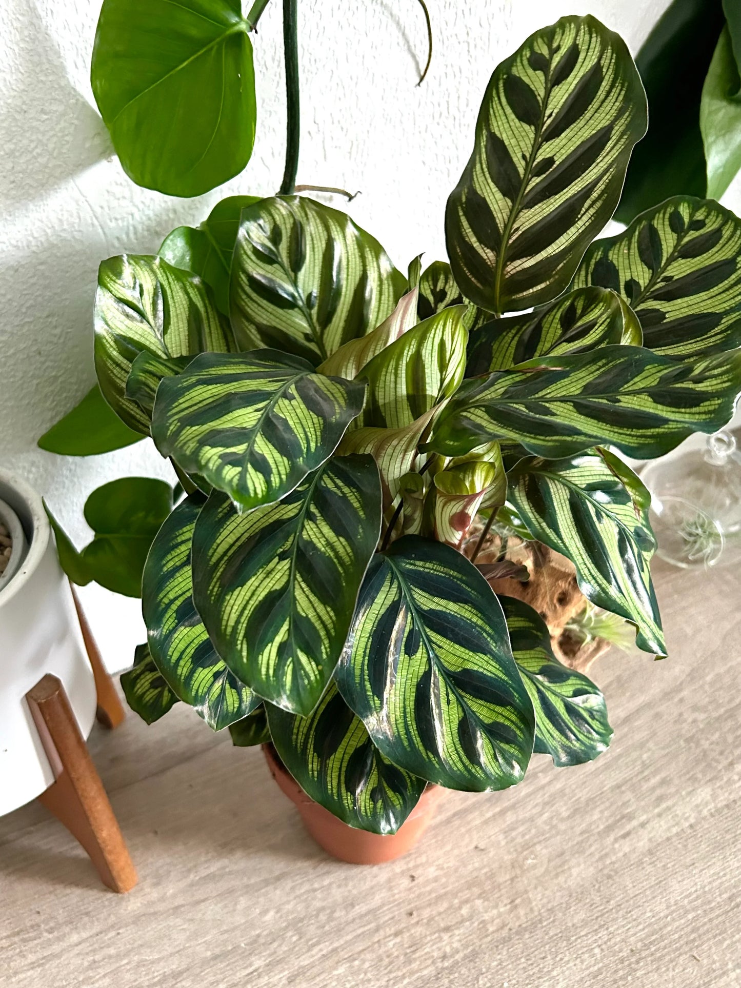 Calathea Makoyana - Peacock Plant