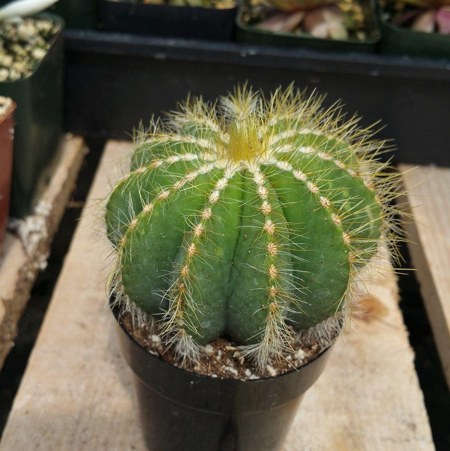 Ball Cactus 'Parodia magnifica'