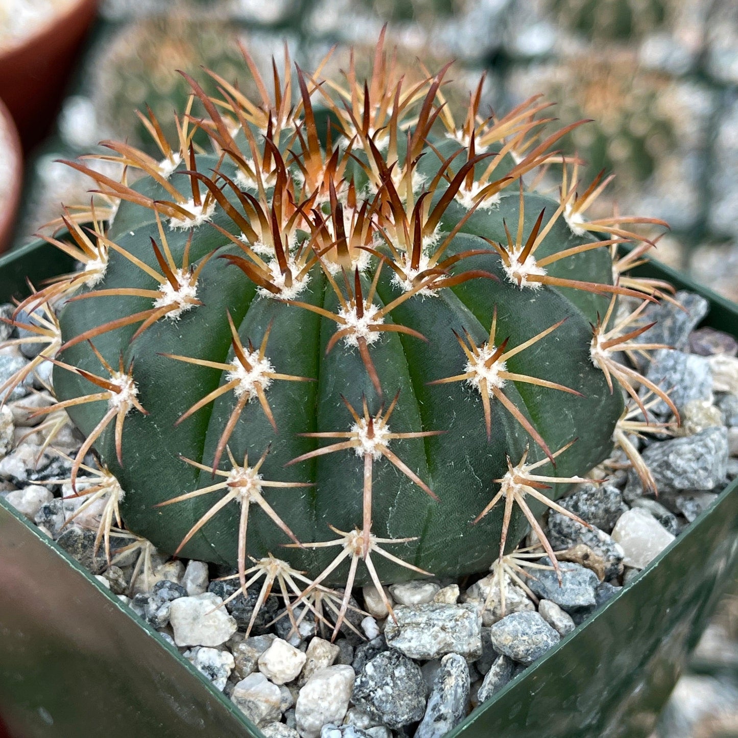 Melocactus conoideus