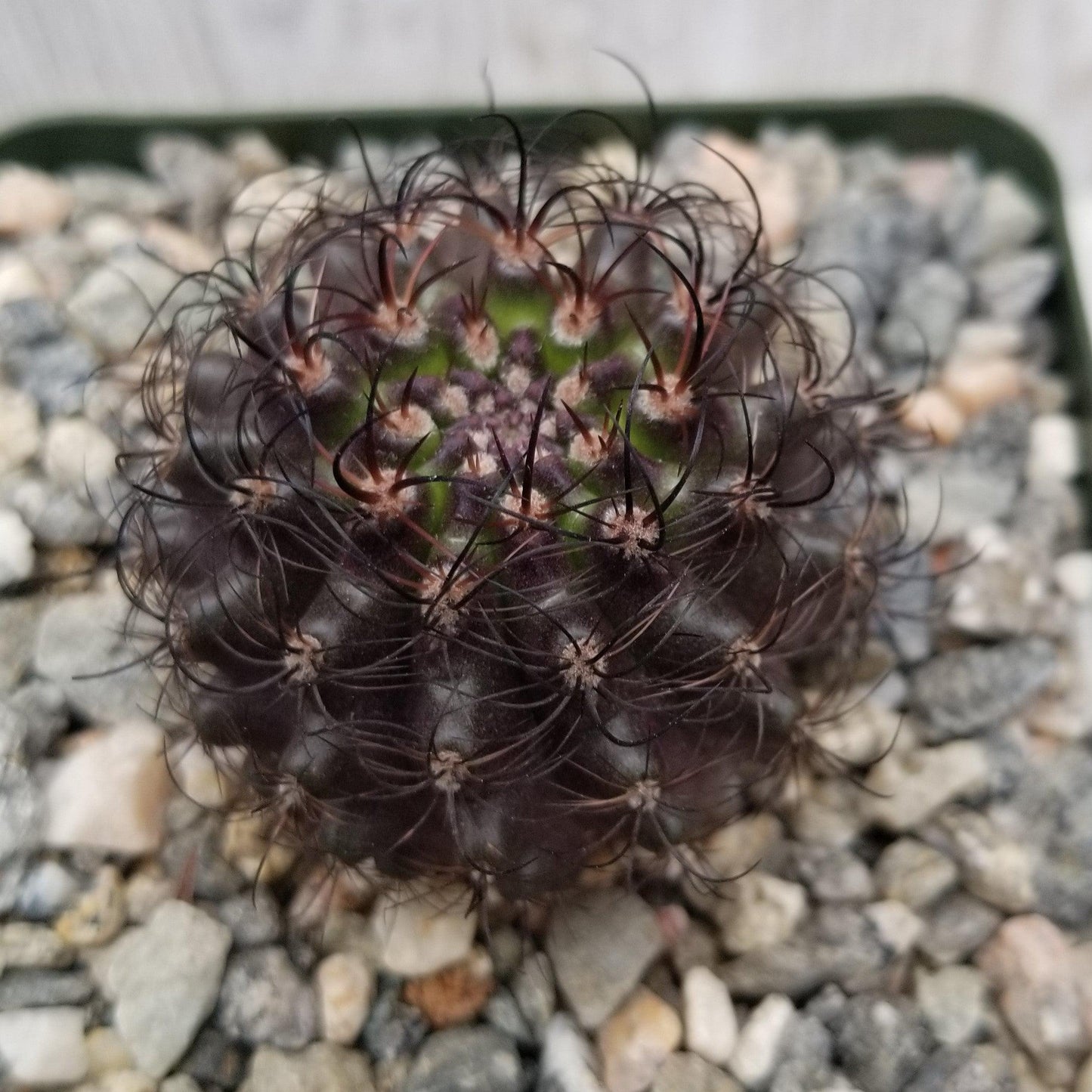 Neoporteria multicolor