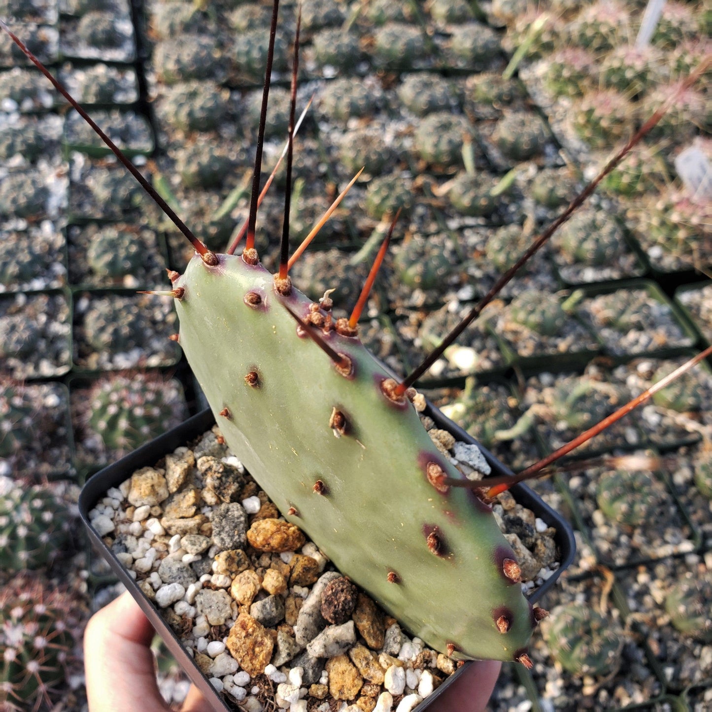 Purple Prickly Pear 'Opuntia macrocentra'