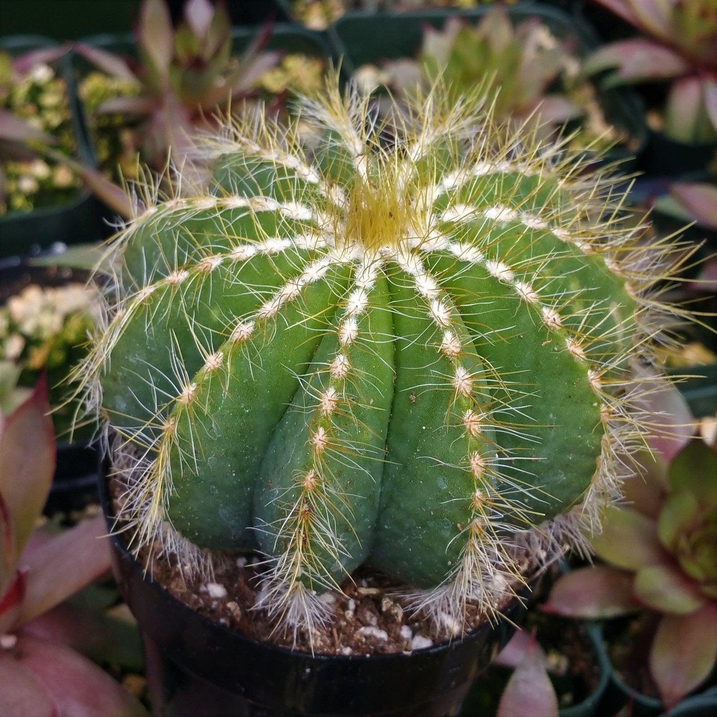 Ball Cactus 'Parodia magnifica'