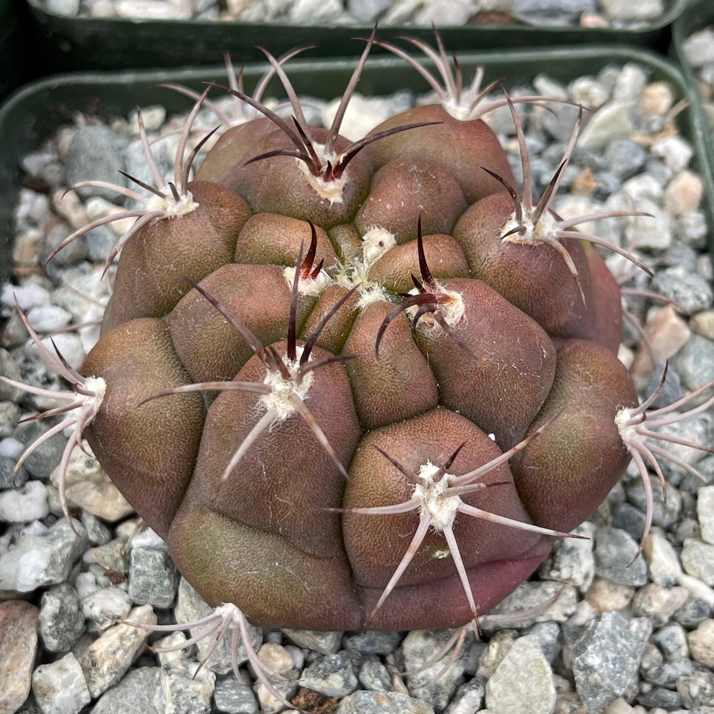 Gymnocalycium marquezii