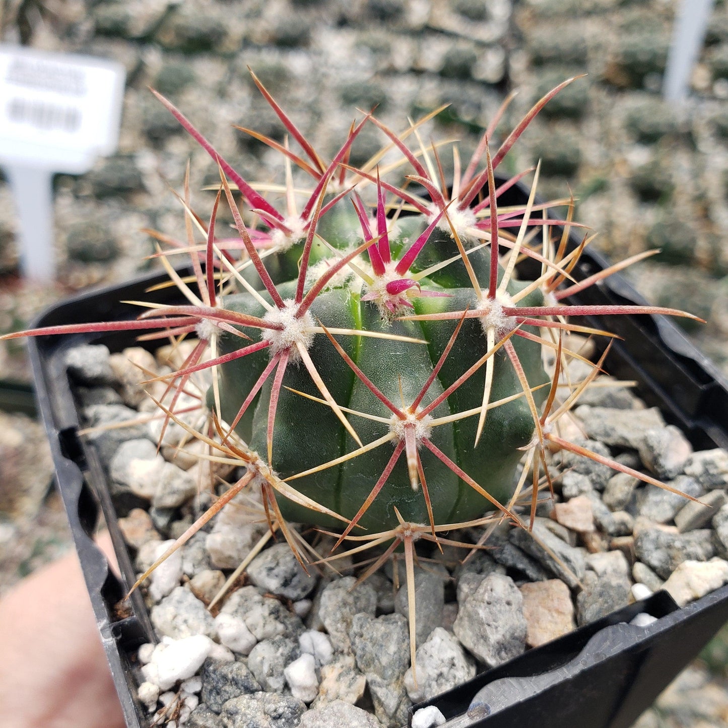 Ferocactus viridescens v. orcuttii valle de las palmas