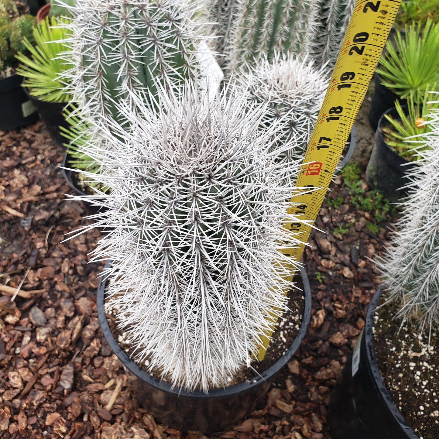 Cardon Cactus 'Pachycereus pringlei'