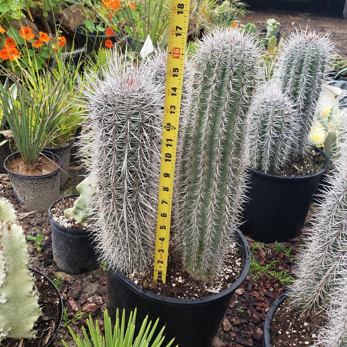Cardon Cactus 'Pachycereus pringlei'