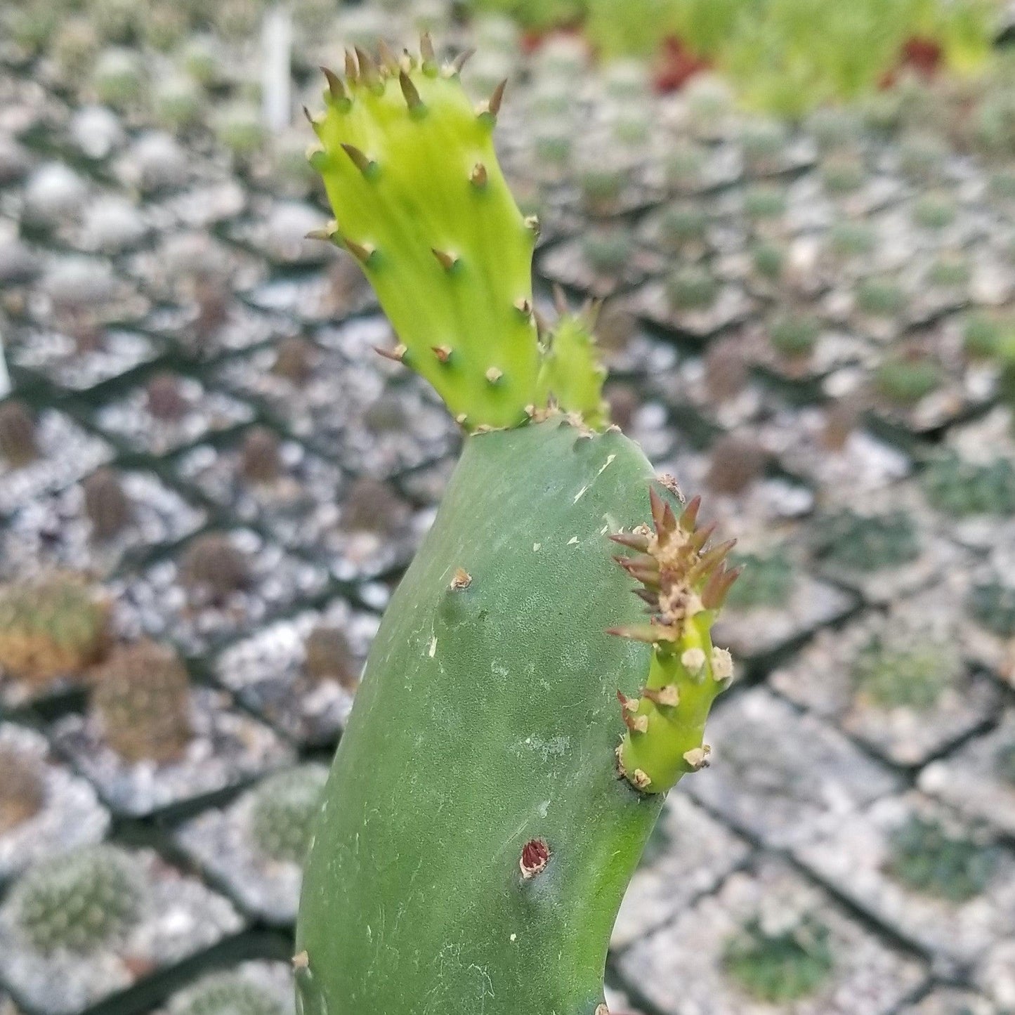 Opuntia ellisian 'Spineless Prickly Pear'