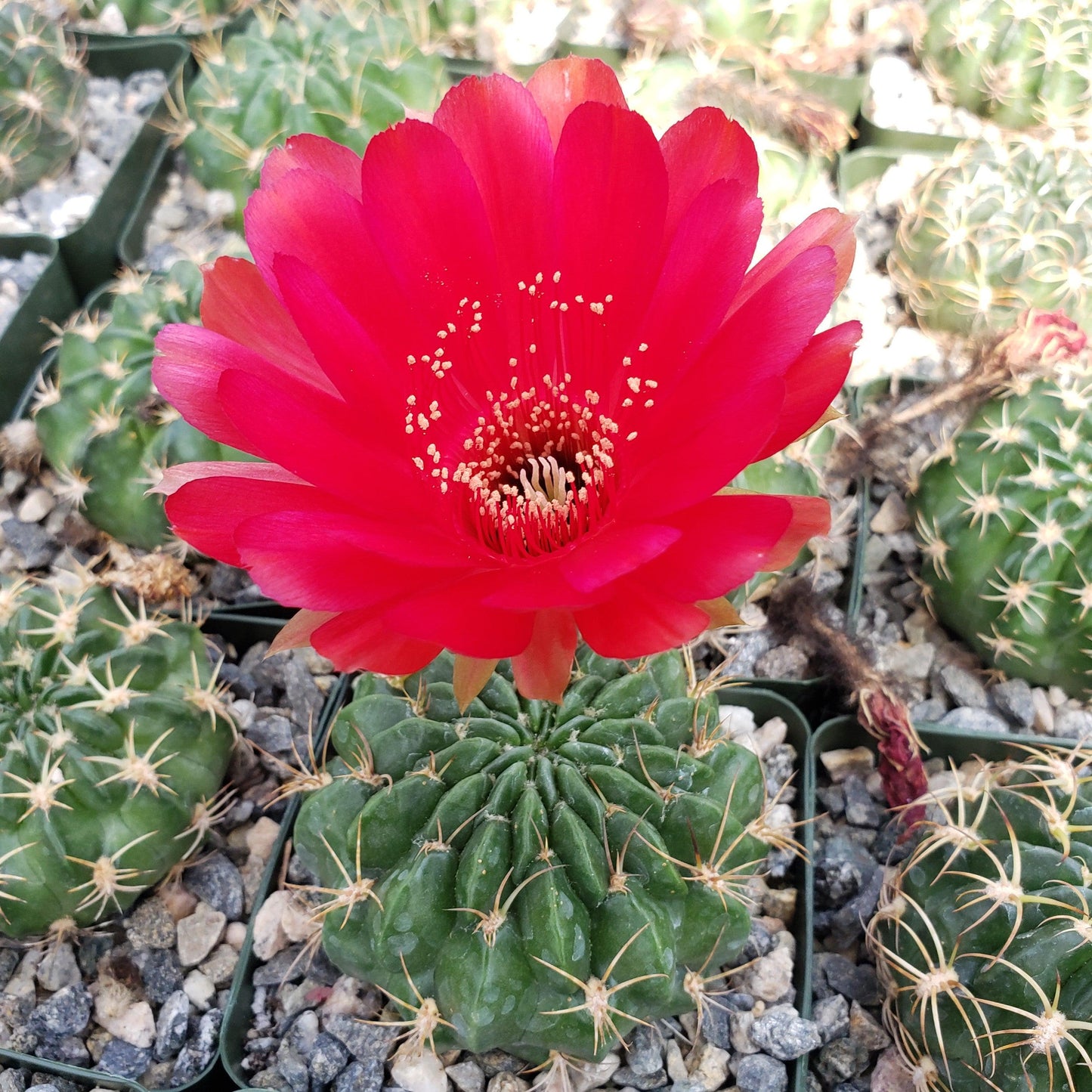 Lobivia prestoana