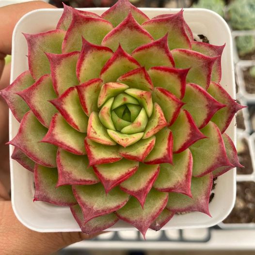 Echeveria seashell/ conch