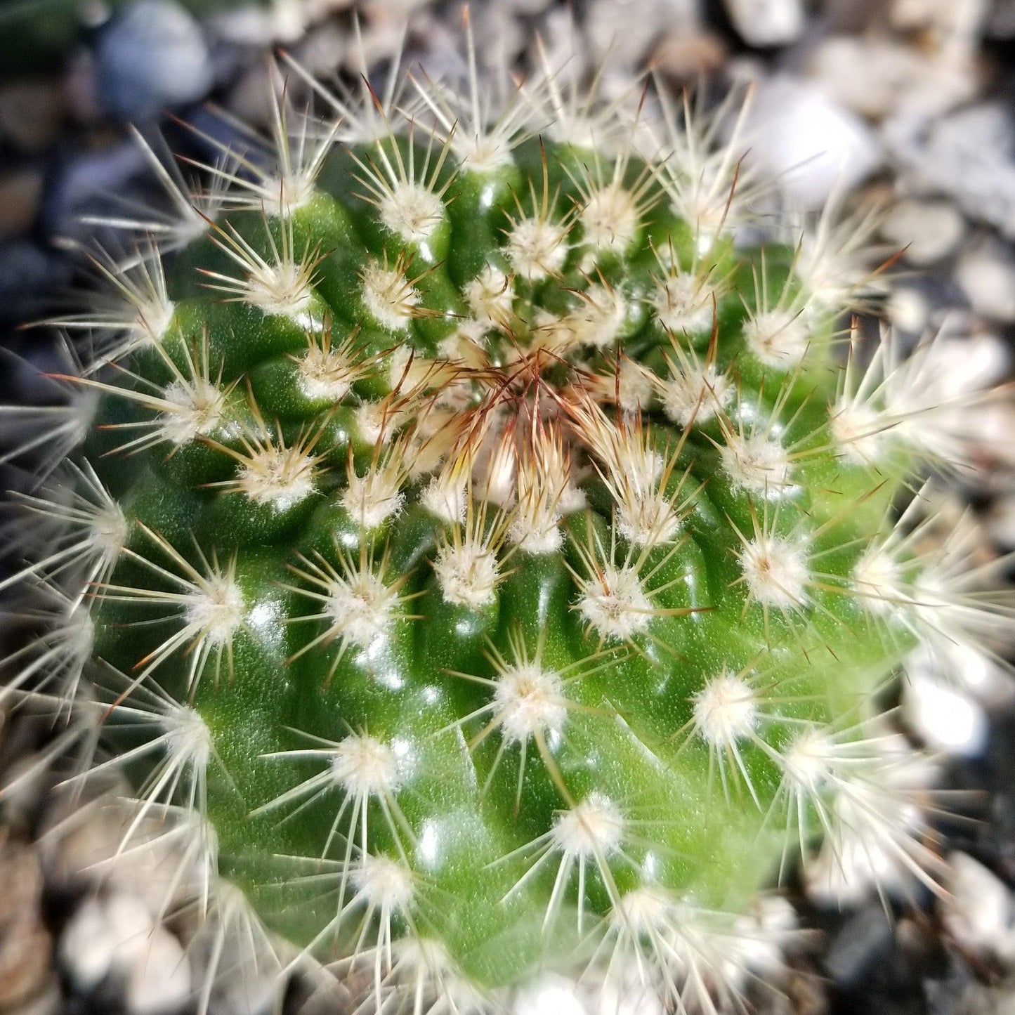 Notocactus werdermannianus