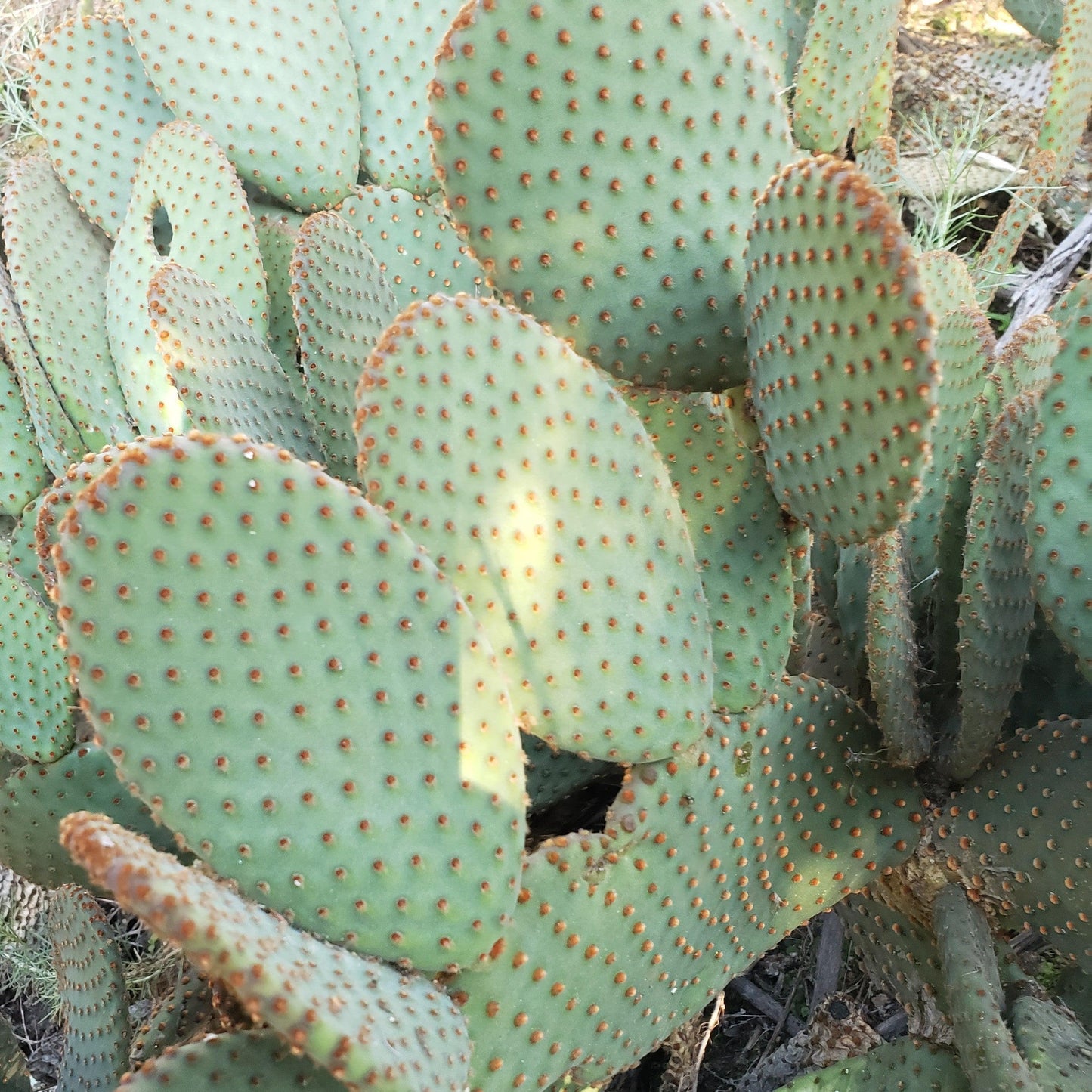 Opuntia microdasys rufida