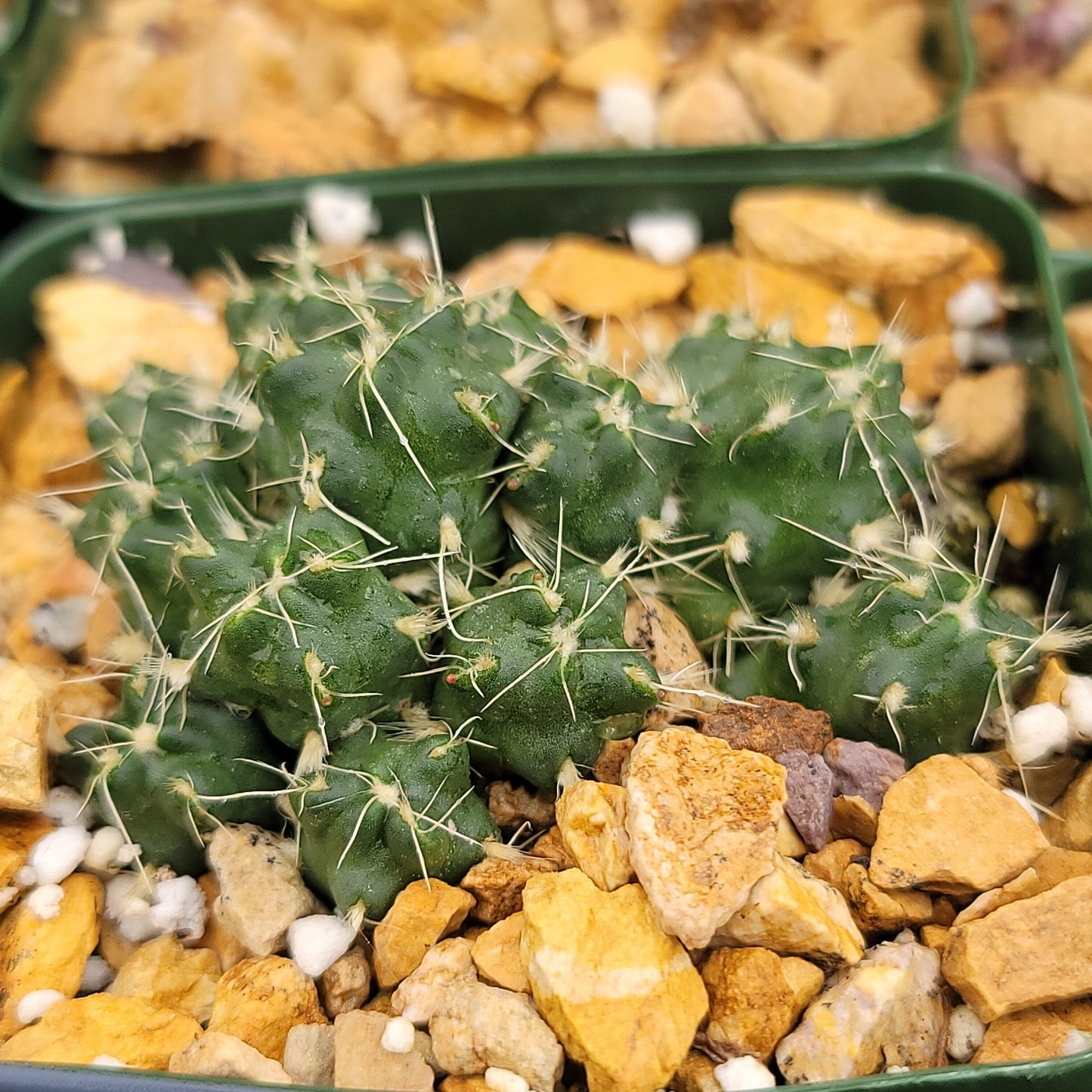 Puna subterranea 'incahuasi'
