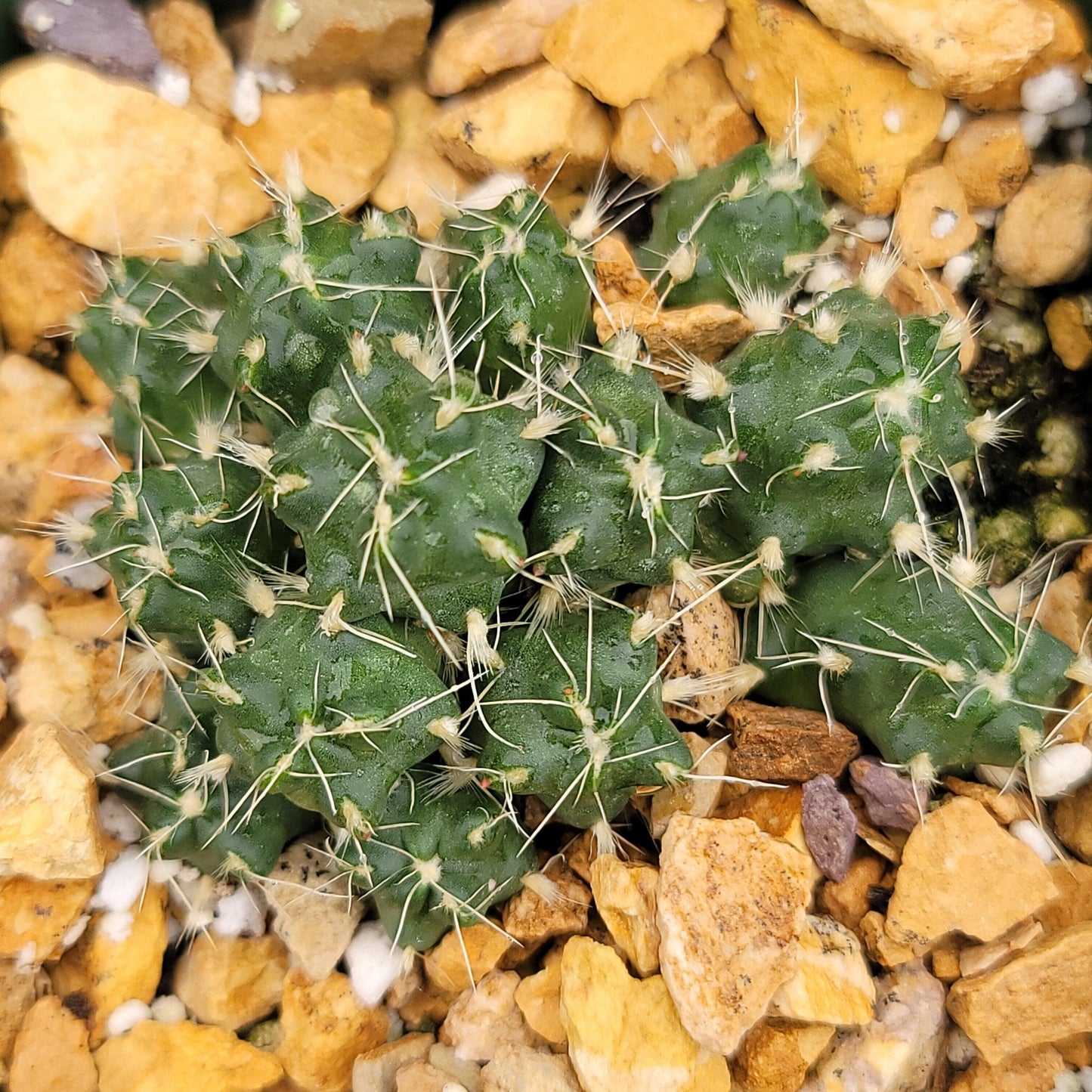 Puna subterranea 'incahuasi'