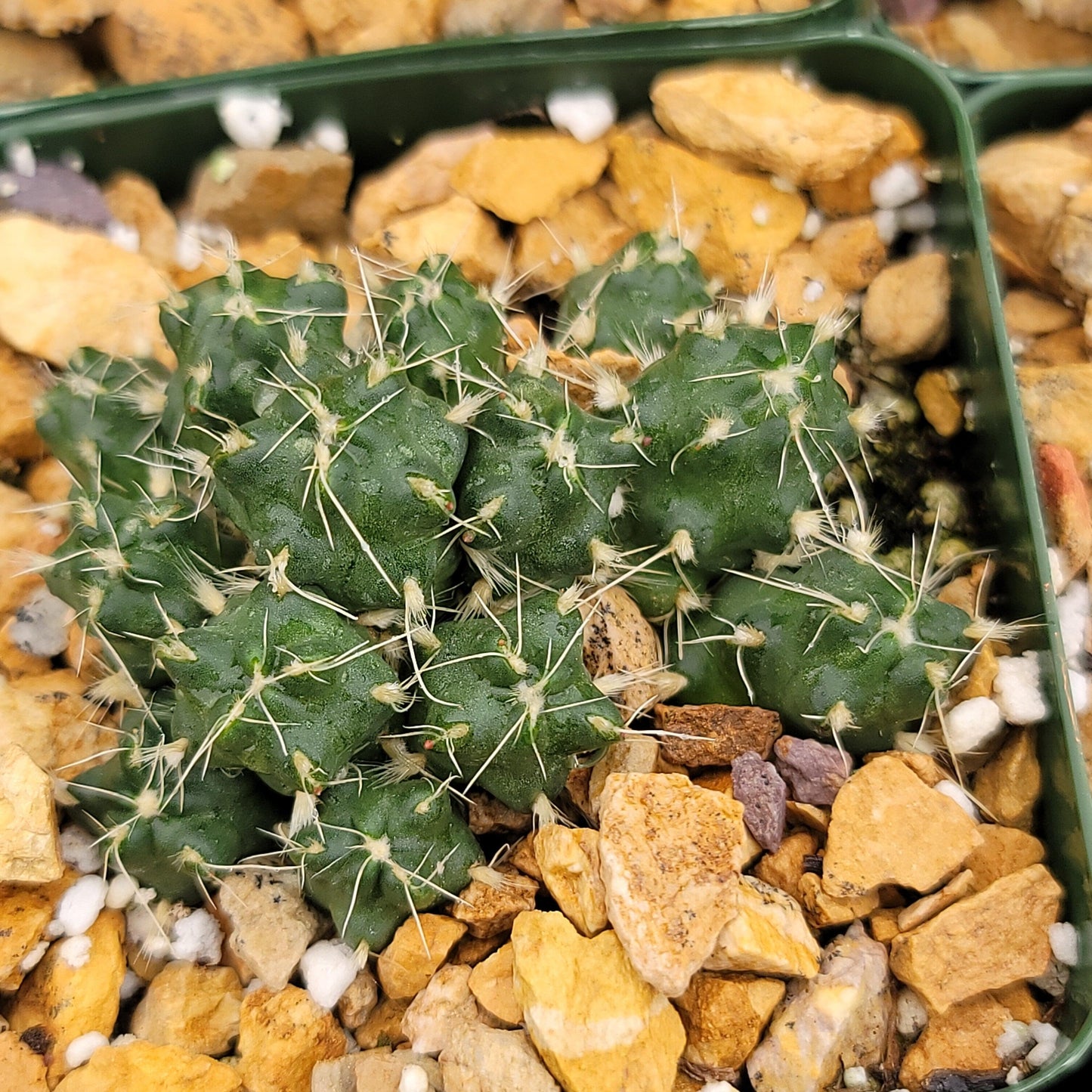Puna subterranea 'incahuasi'