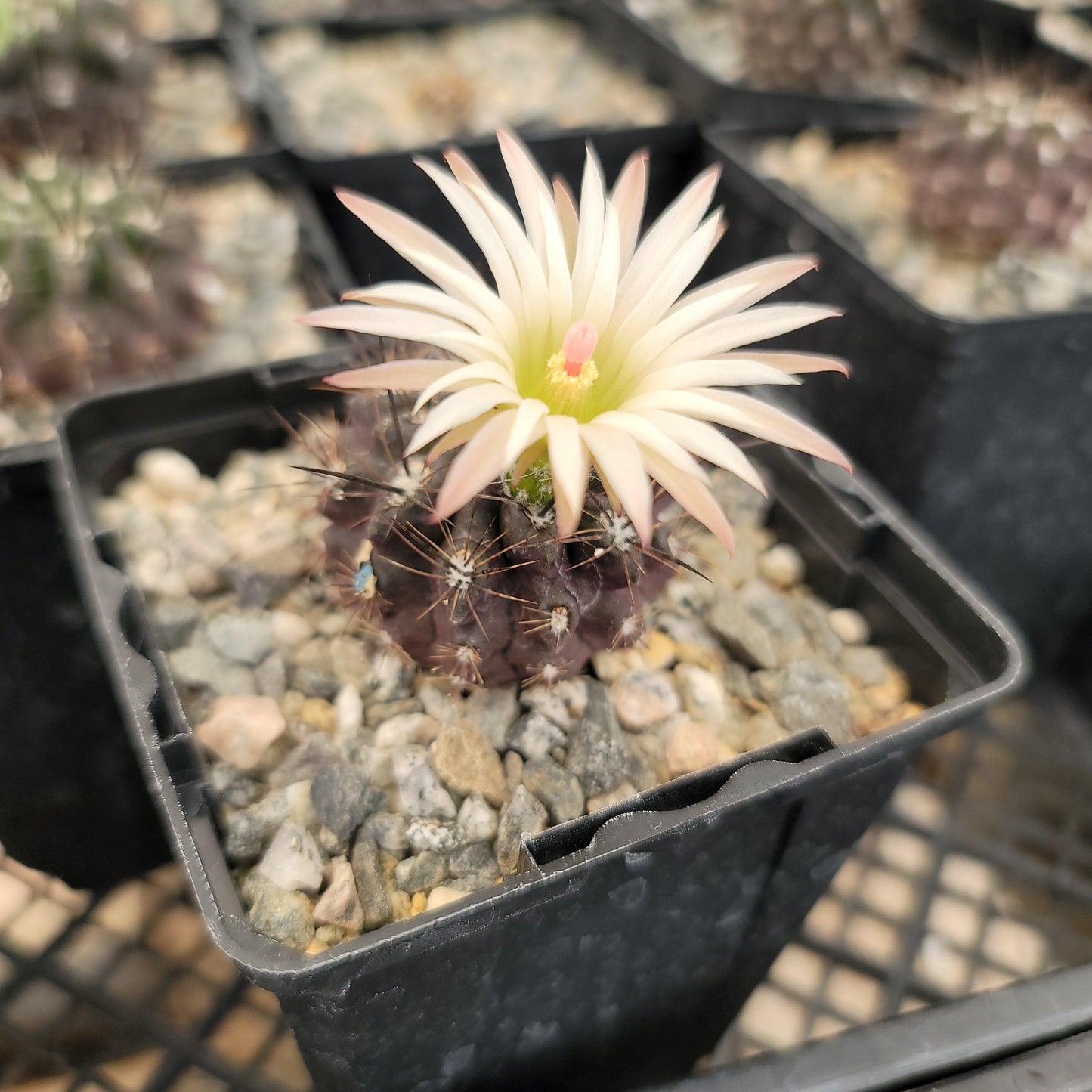Neoporteria Violaciflora