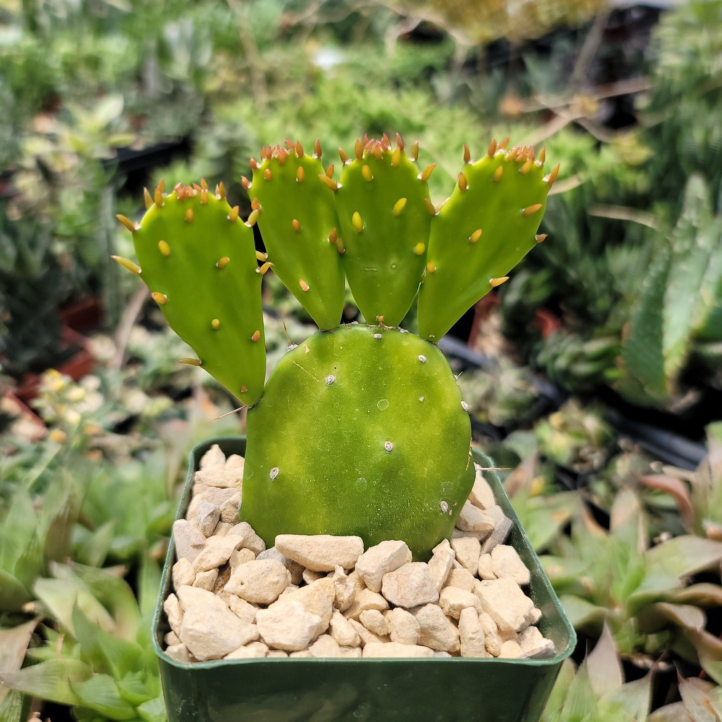 Opuntia Desert Ace