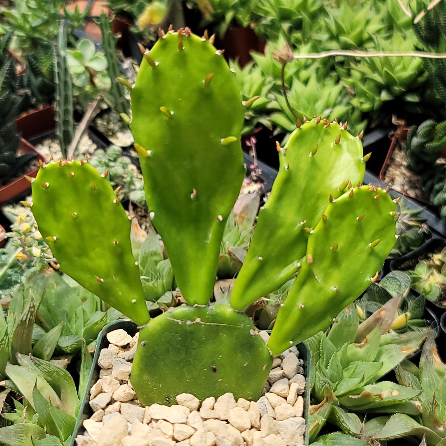 Opuntia Desert Ace