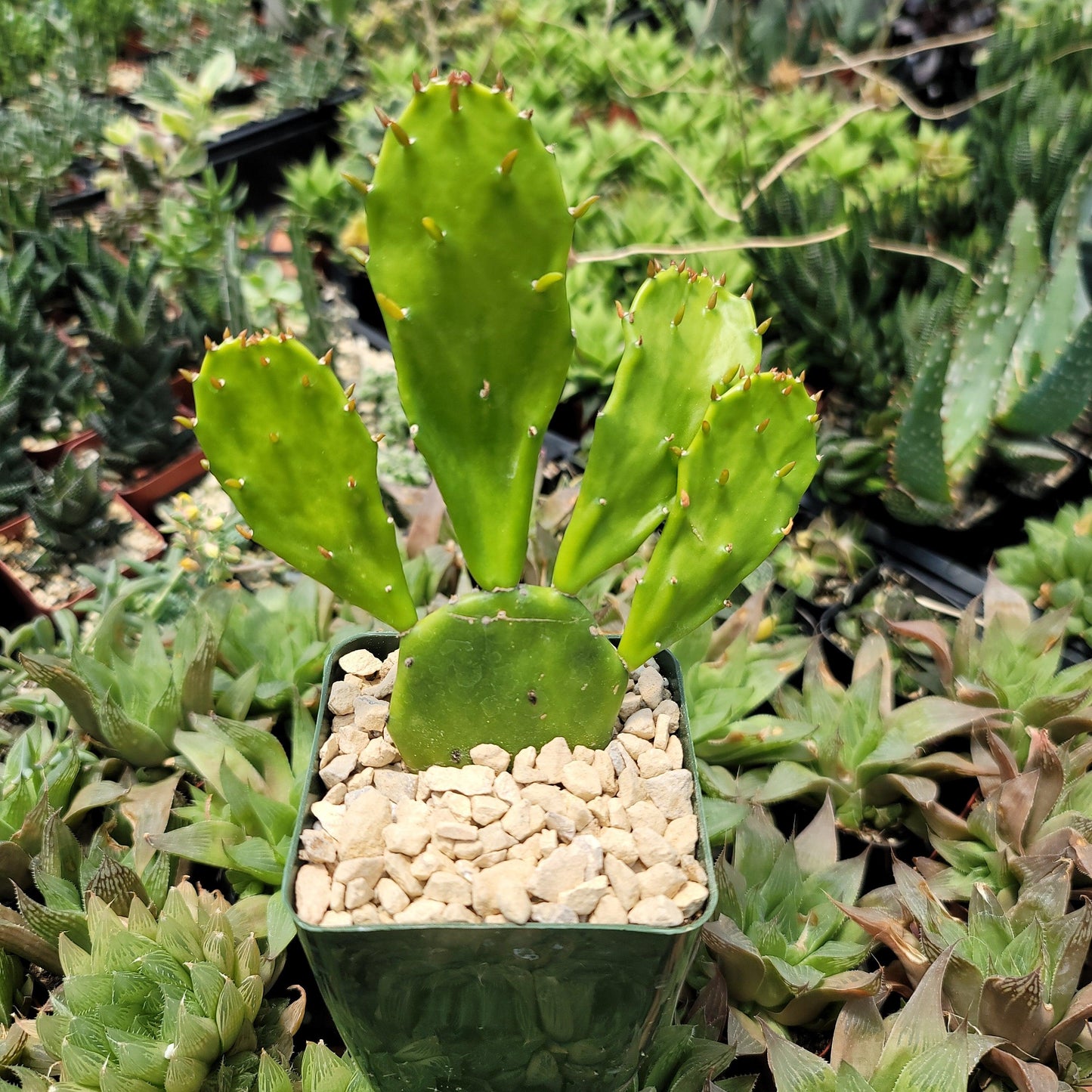 Opuntia Desert Ace