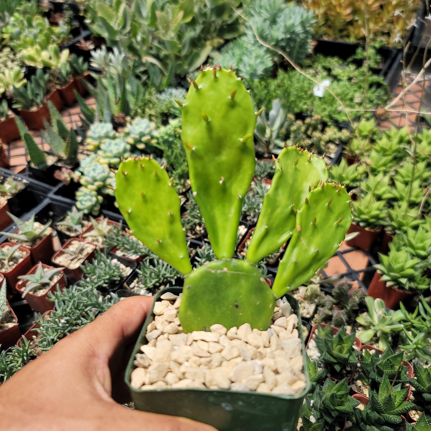 Opuntia Desert Ace