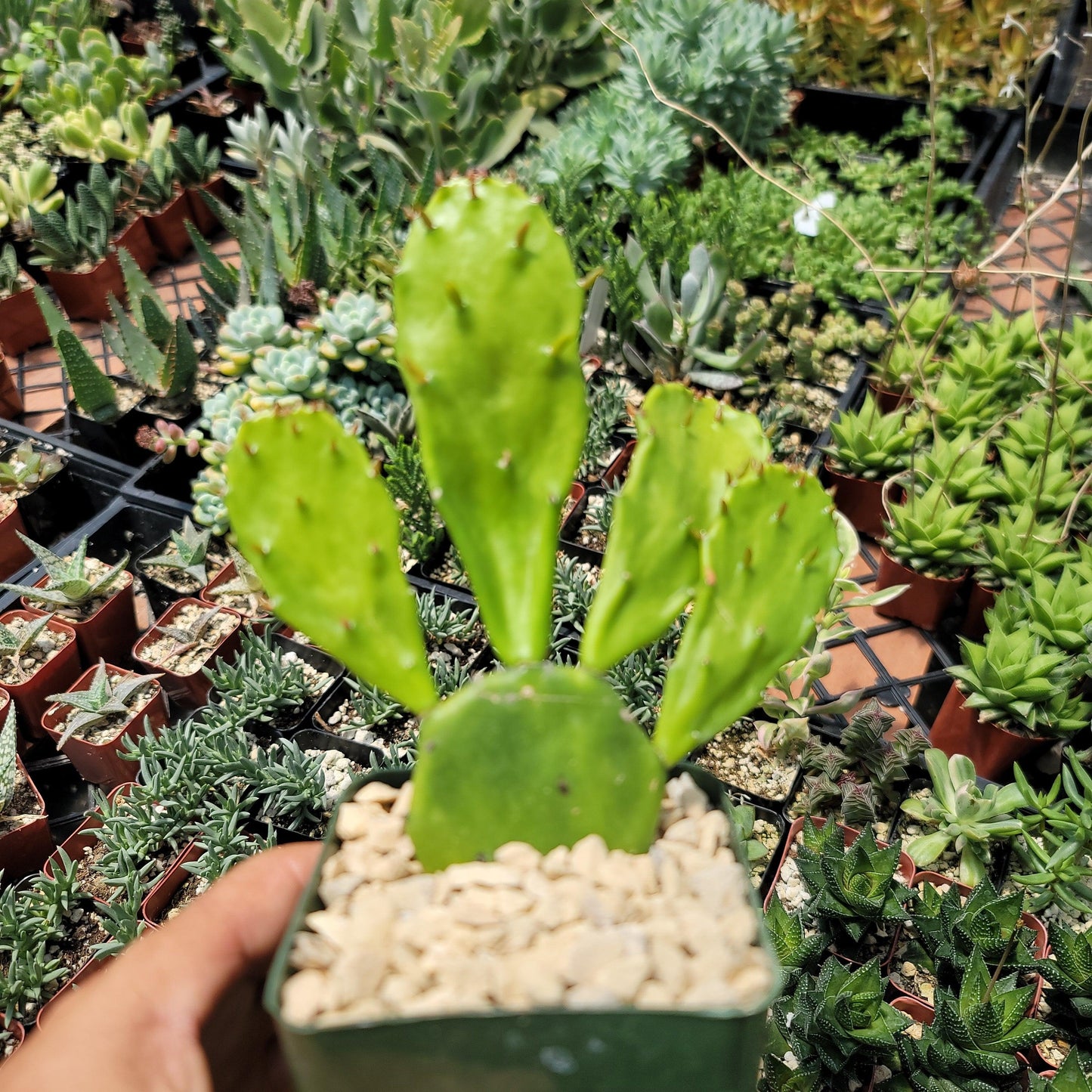 Opuntia Desert Ace