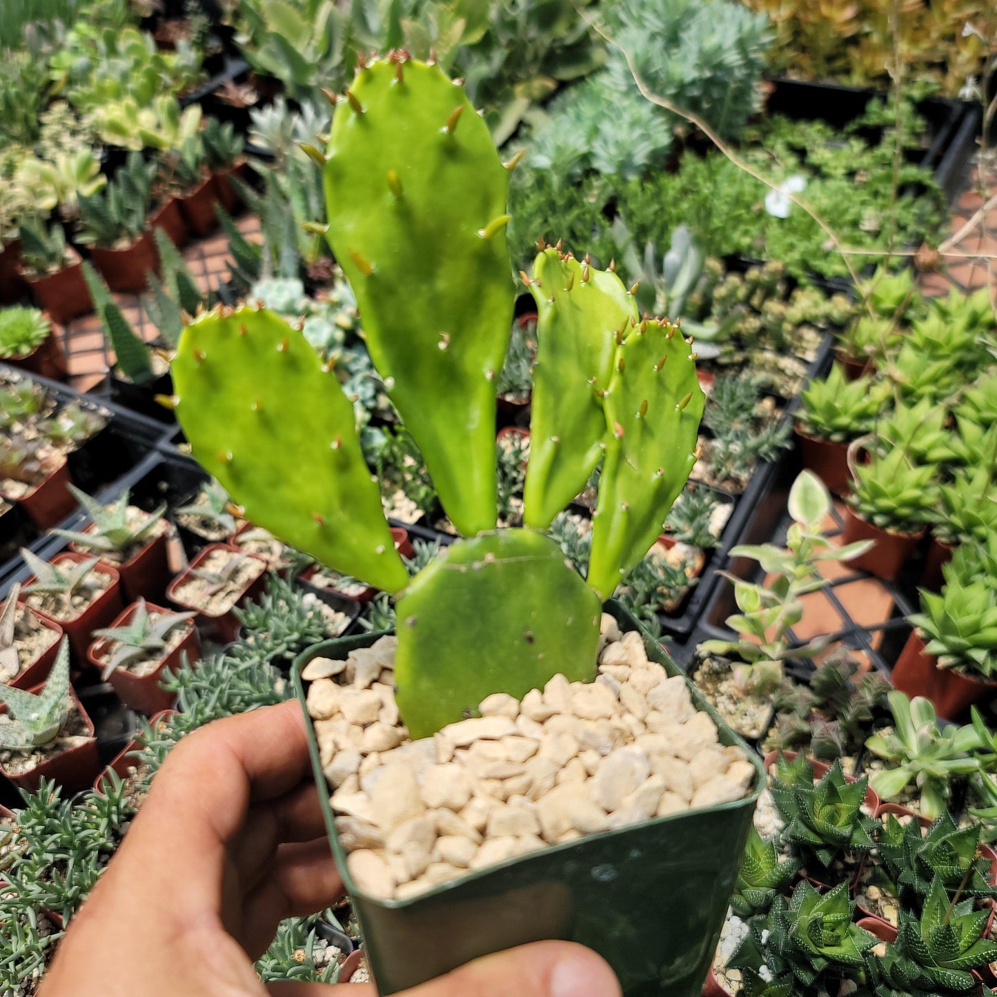 Opuntia Desert Ace