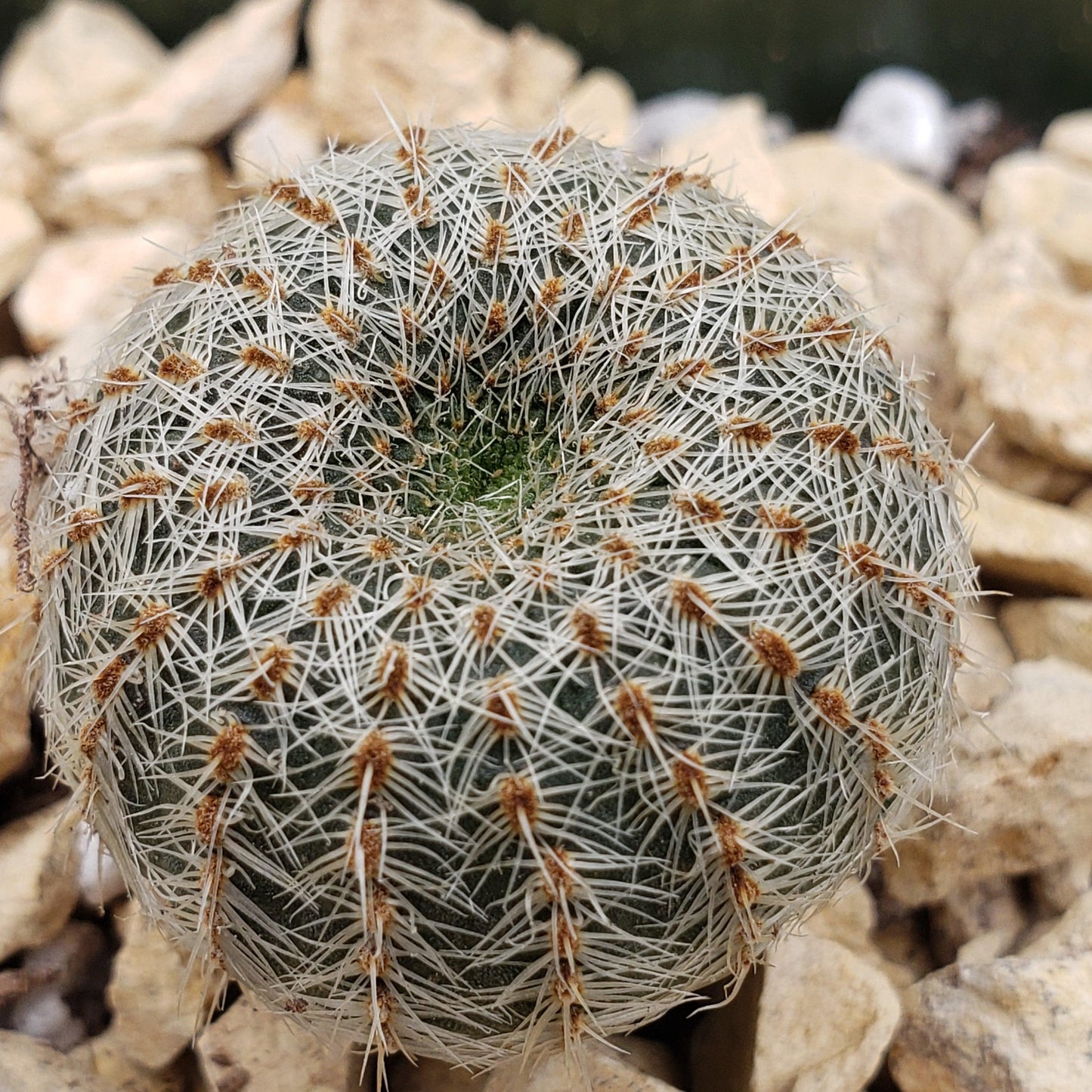 Frailea gloriosa