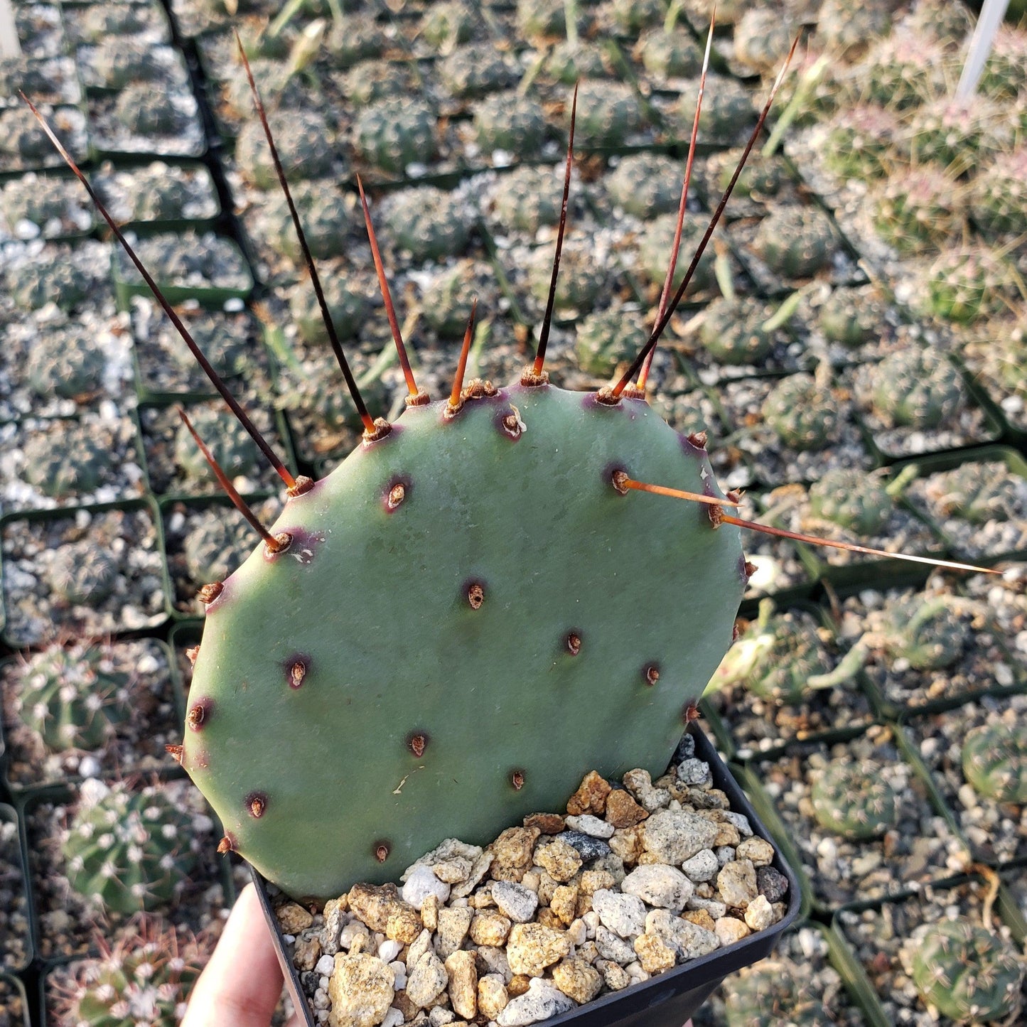 Purple Prickly Pear 'Opuntia macrocentra'