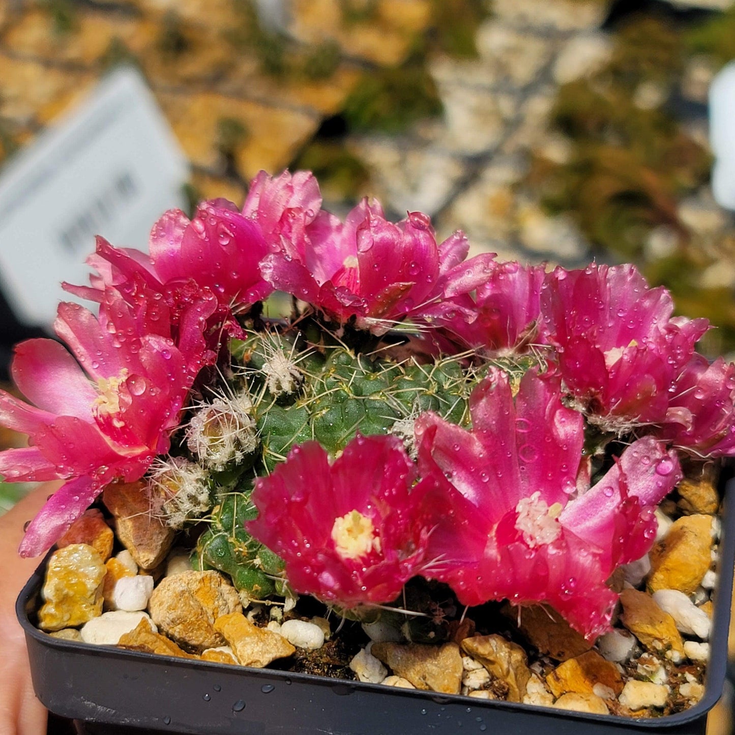 Puna subterranea 'incahuasi'