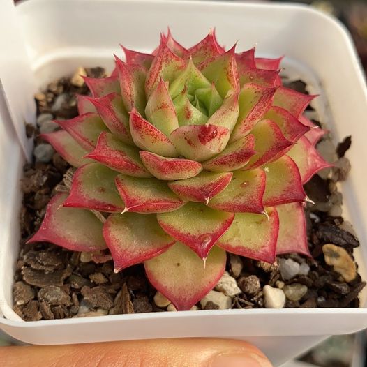 Echeveria seashell/ conch