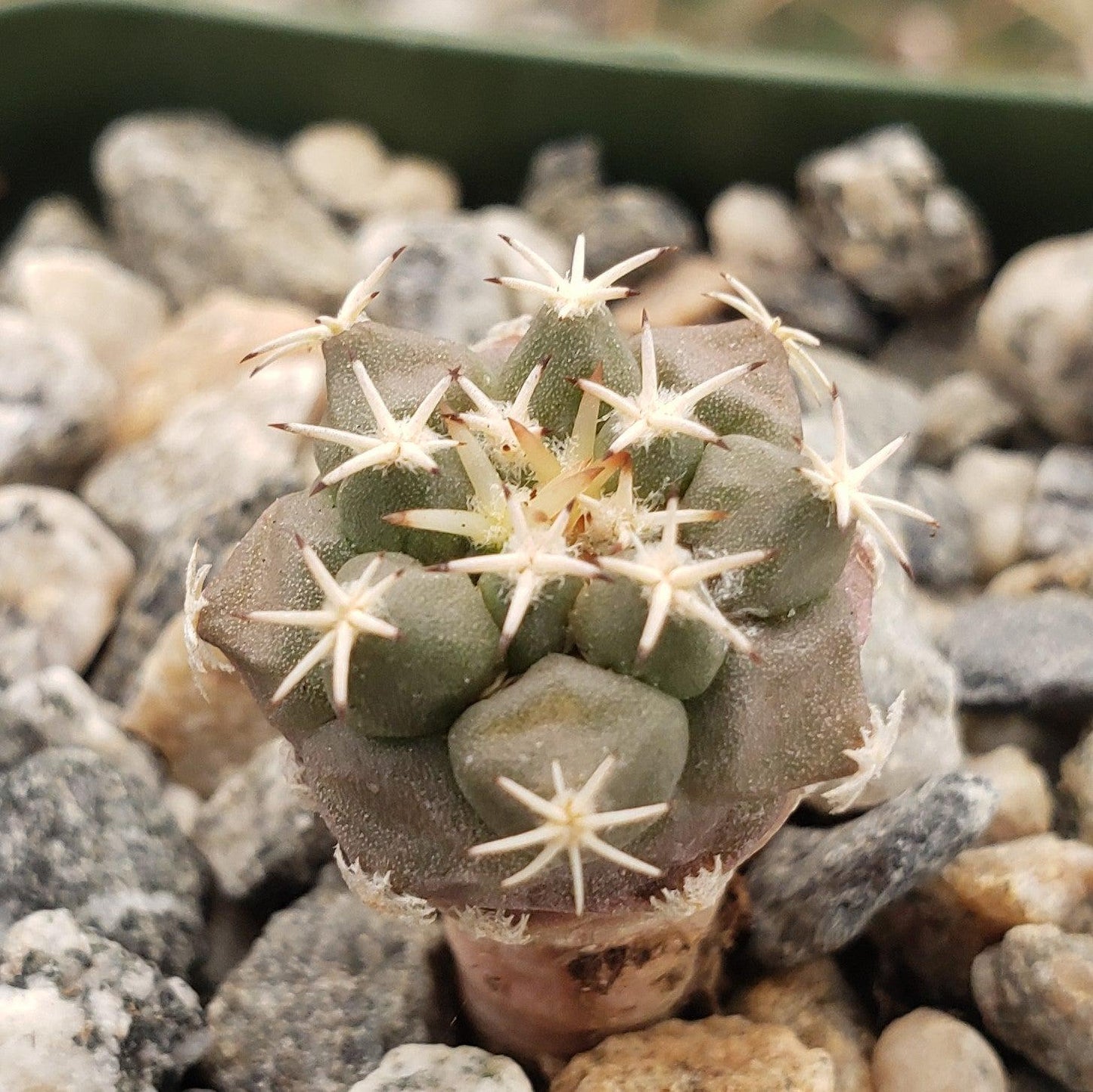 Turbinicarpus lophophoroides