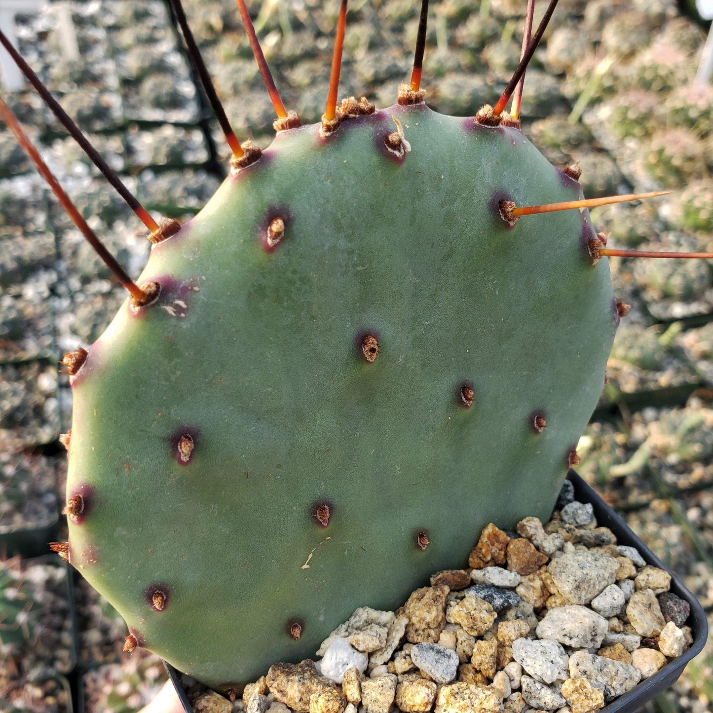 Purple Prickly Pear 'Opuntia macrocentra'