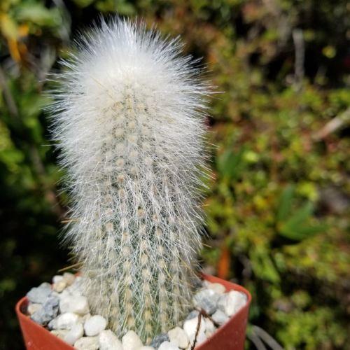 Silver Torch Cactus 'Cleistocactus strausii'