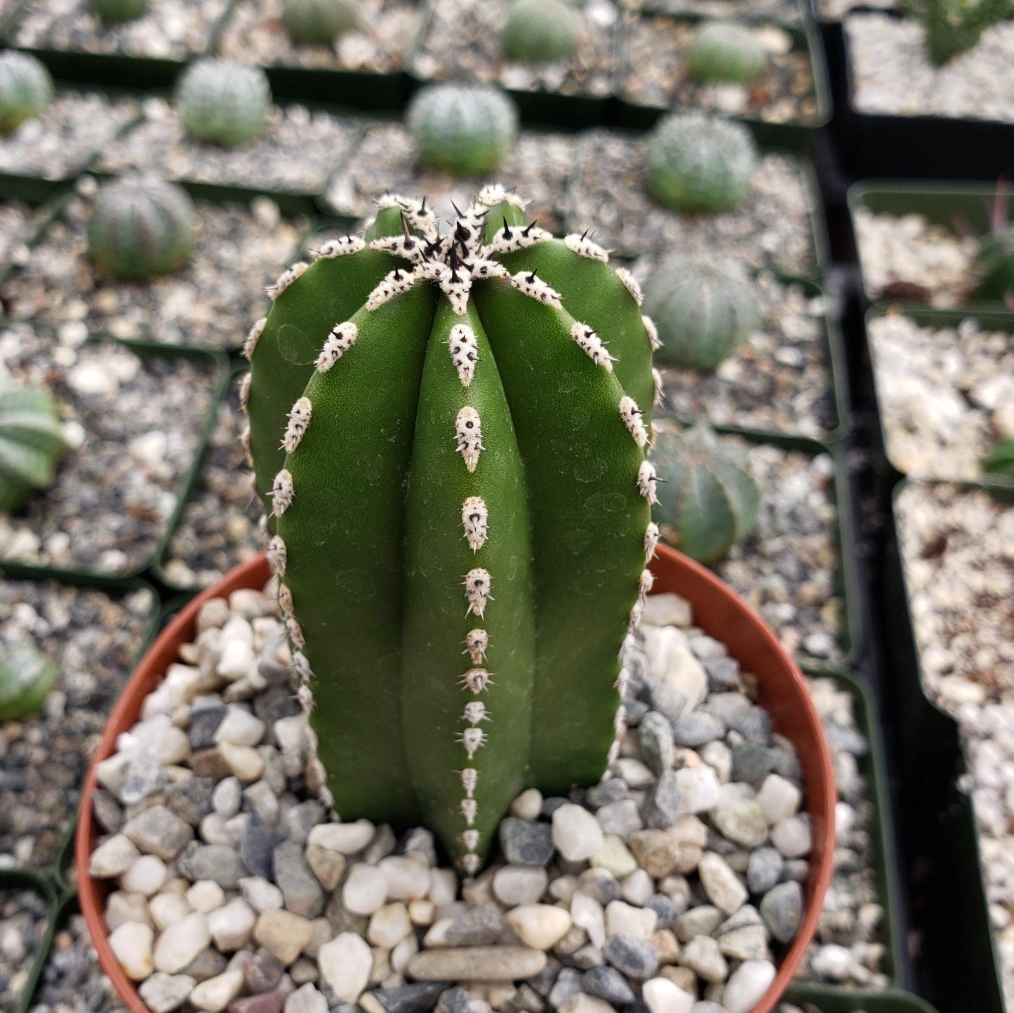 Mexican Fence Post Cactus 'Pachycereus marginatus'