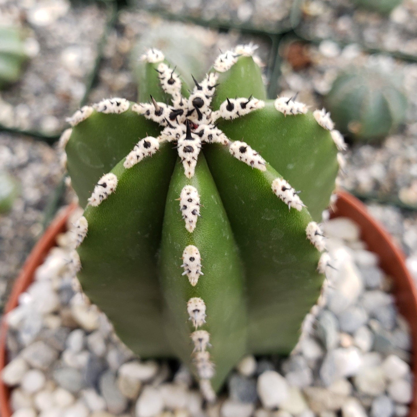 Mexican Fence Post Cactus 'Pachycereus marginatus'