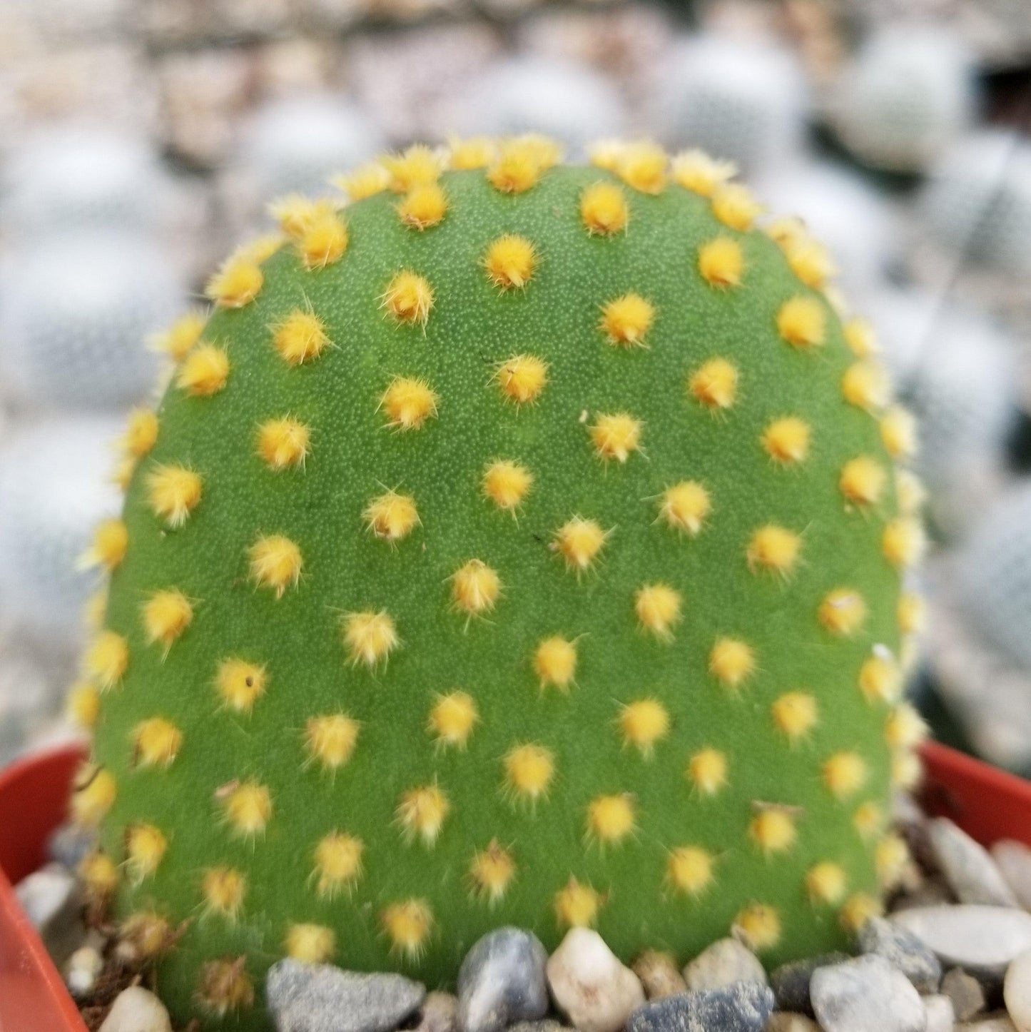 Bunny Ear Cactus 'Opuntia microdasys'