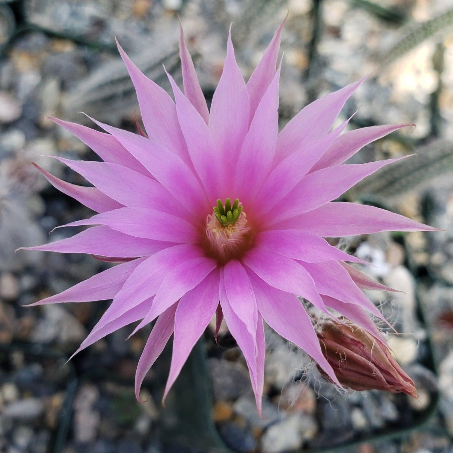 Wilcoxia schmollii