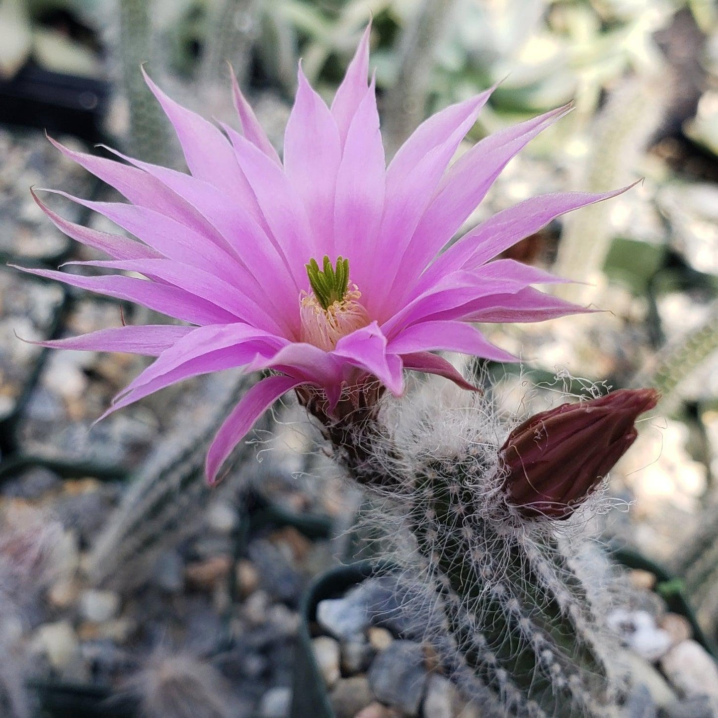 Wilcoxia schmollii
