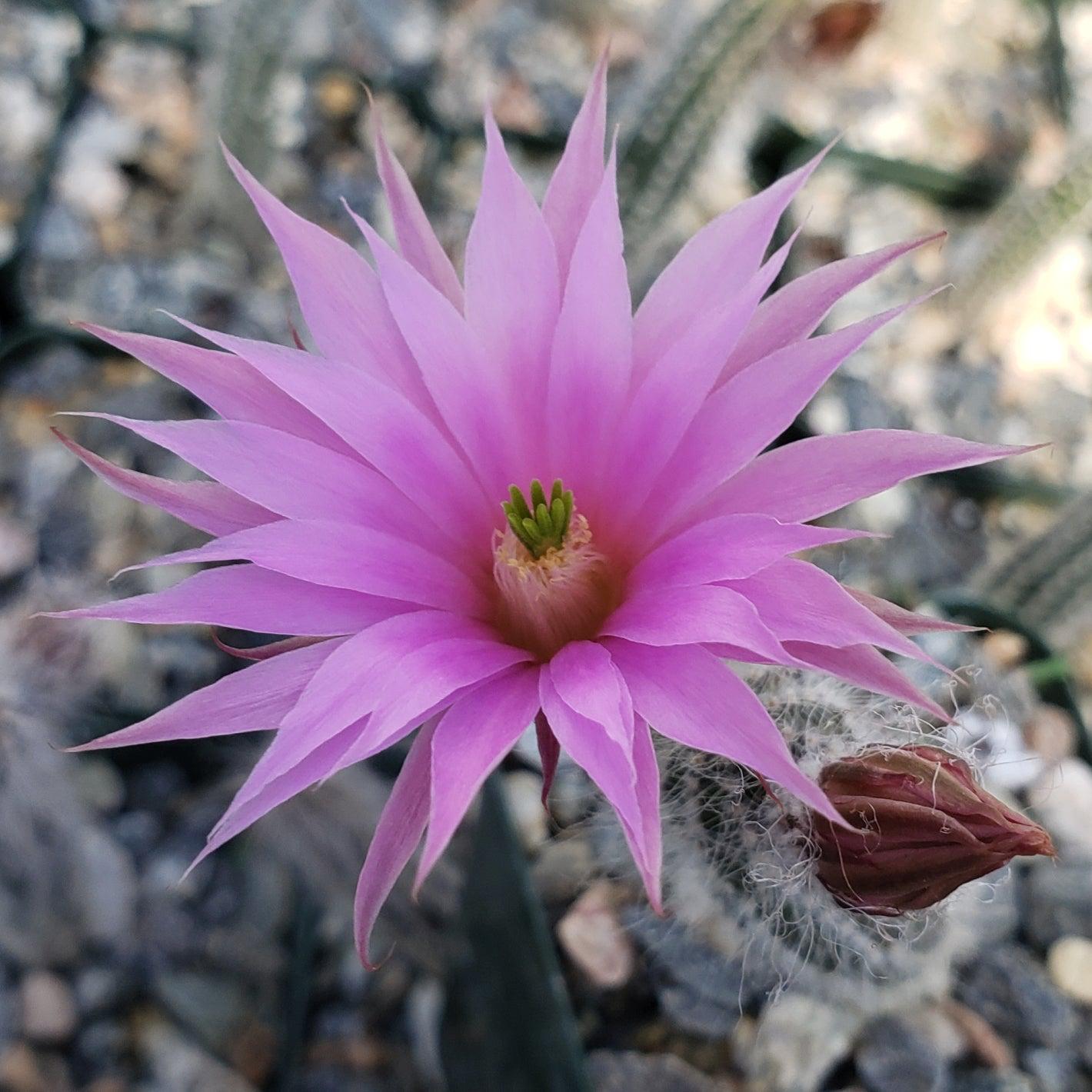 Wilcoxia schmollii