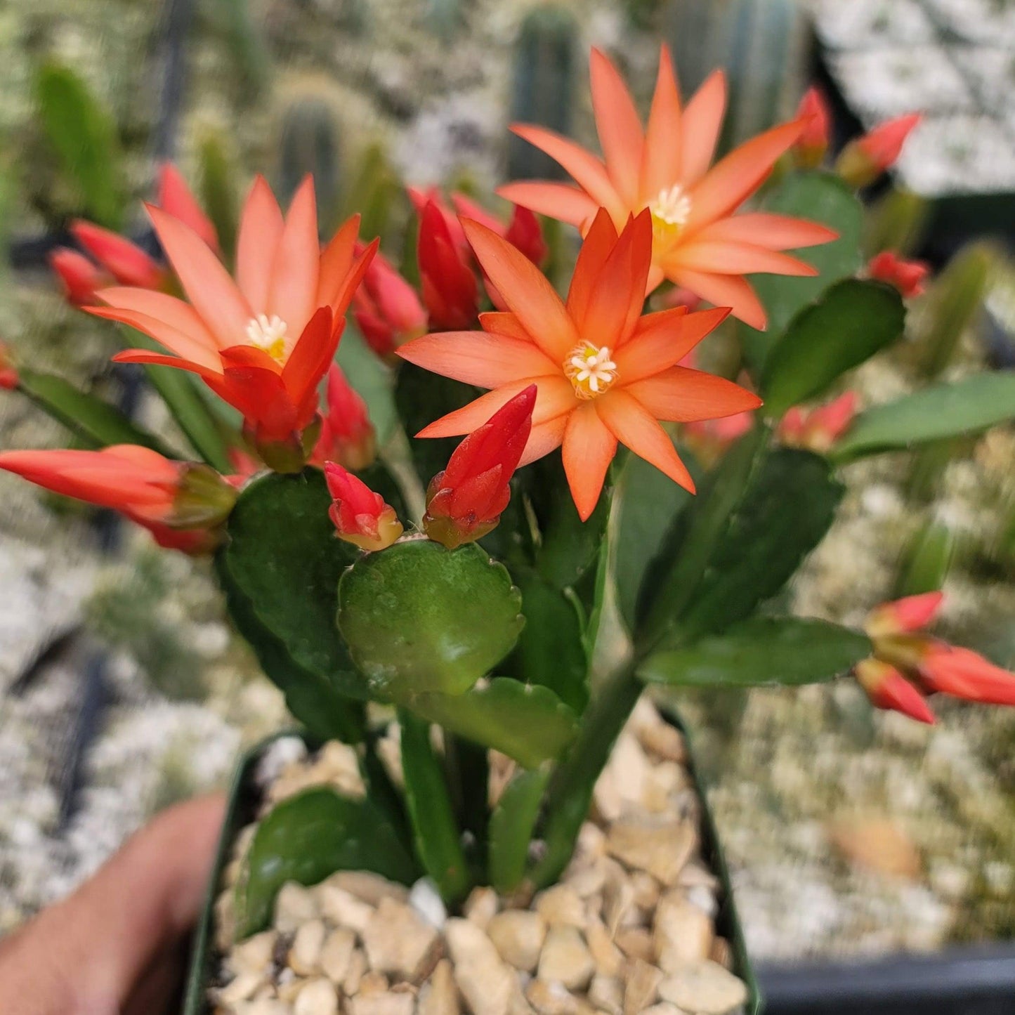 Orange Easter Cactus 'Colombia' - Rhipsalidopsis gaertneri