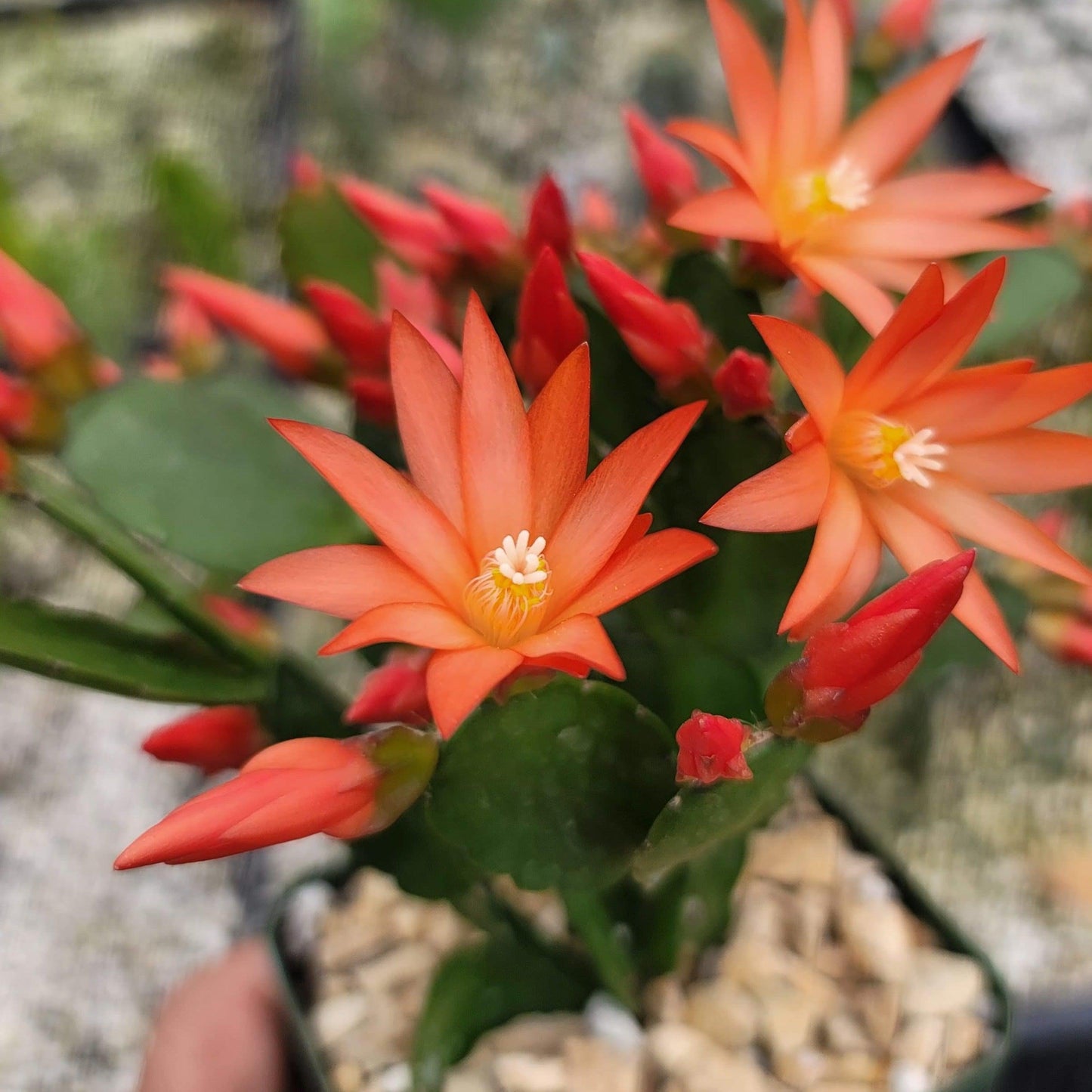 Orange Easter Cactus 'Colombia' - Rhipsalidopsis gaertneri