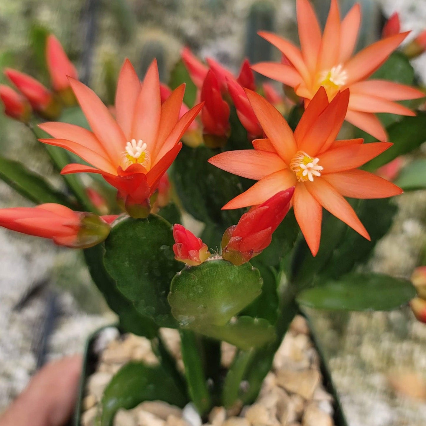 Orange Easter Cactus 'Colombia' - Rhipsalidopsis gaertneri