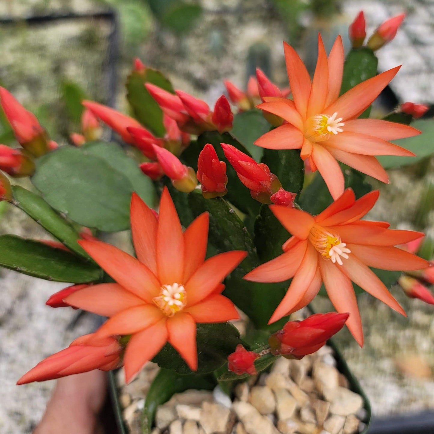 Orange Easter Cactus 'Colombia' - Rhipsalidopsis gaertneri