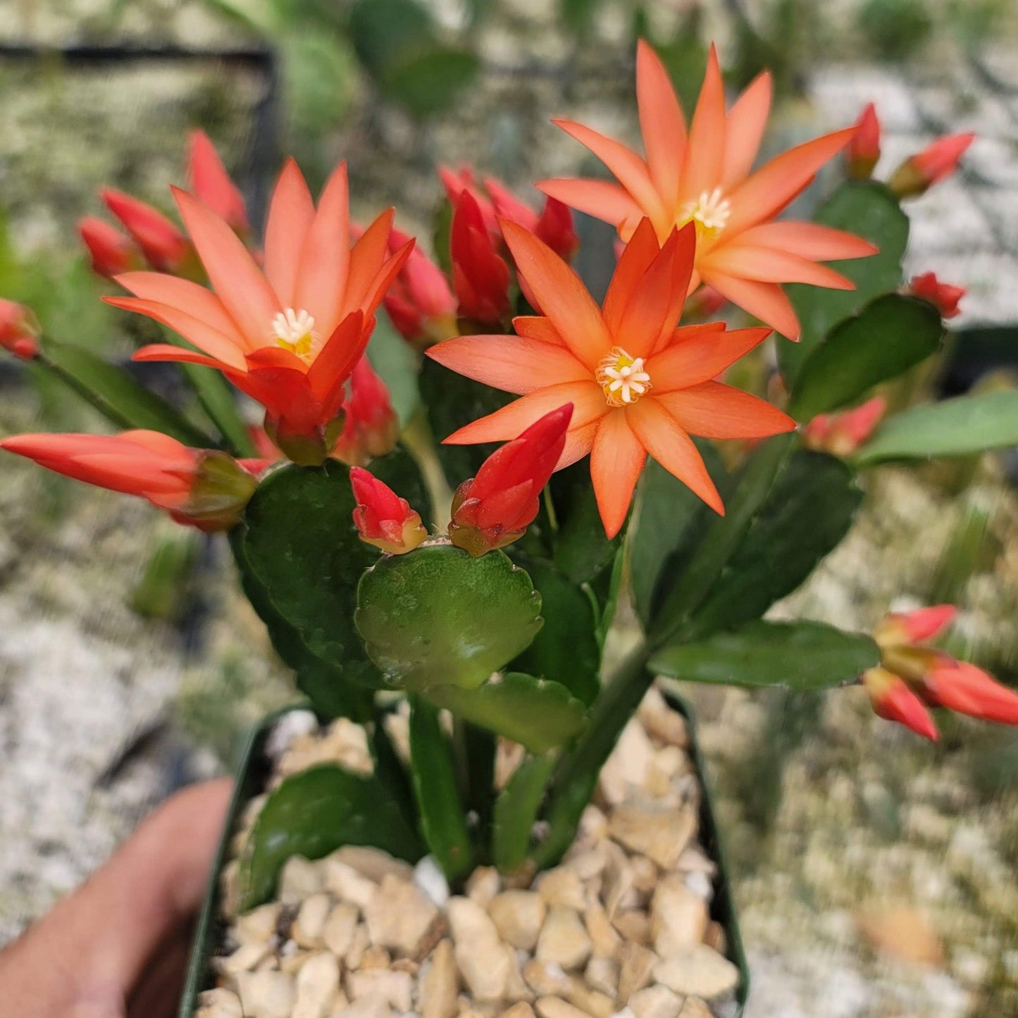 Orange Easter Cactus 'Colombia' - Rhipsalidopsis gaertneri