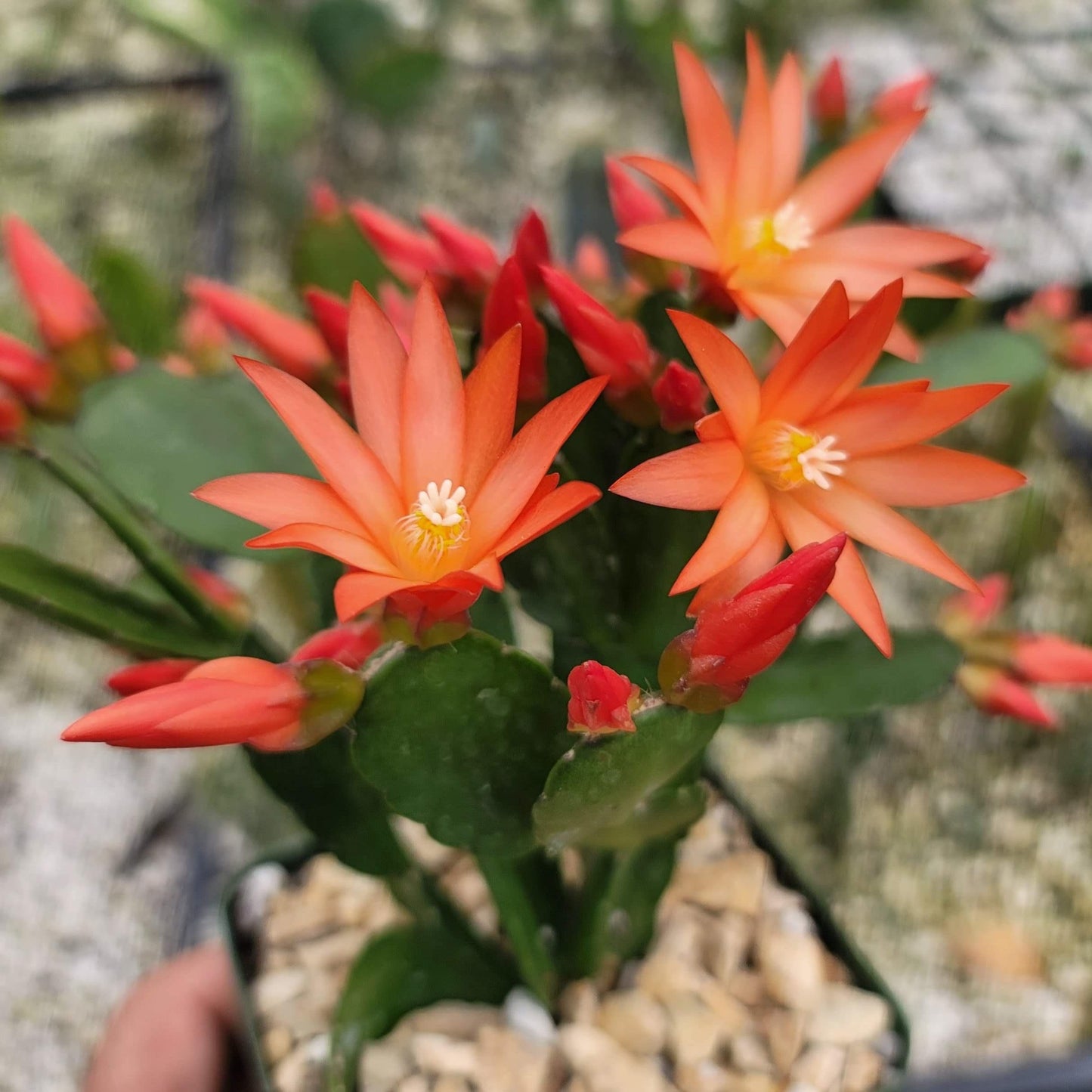 Orange Easter Cactus 'Colombia' - Rhipsalidopsis gaertneri