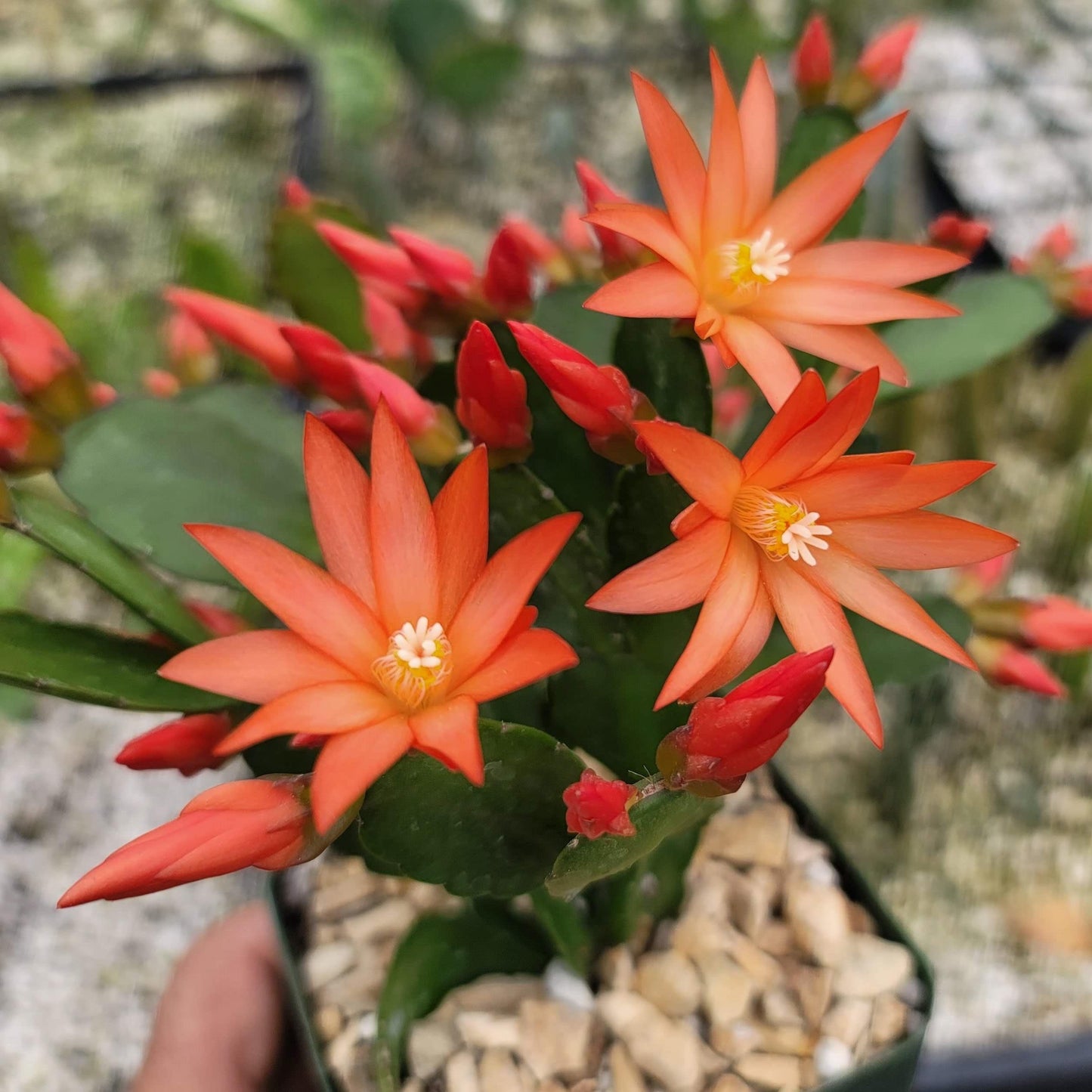 Orange Easter Cactus 'Colombia' - Rhipsalidopsis gaertneri