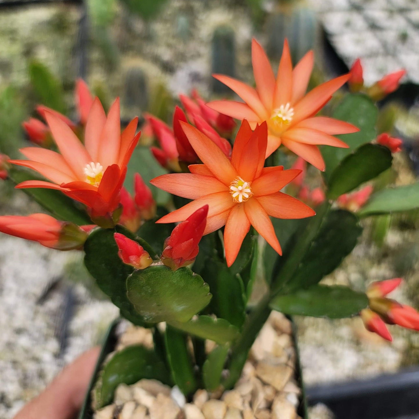 Orange Easter Cactus 'Colombia' - Rhipsalidopsis gaertneri