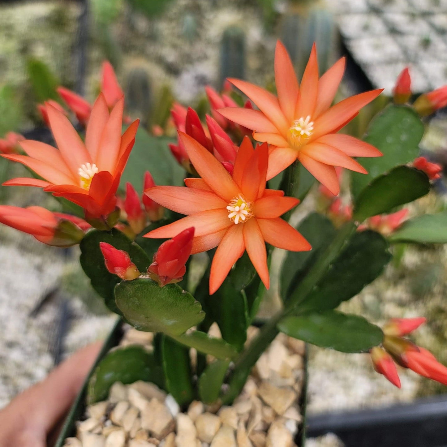 Orange Easter Cactus 'Colombia' - Rhipsalidopsis gaertneri