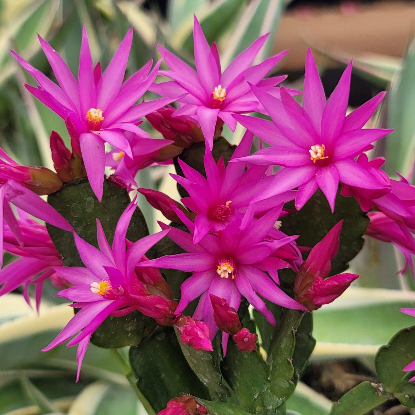 Easter Cactus - Rhipsalidopsis gaertneri