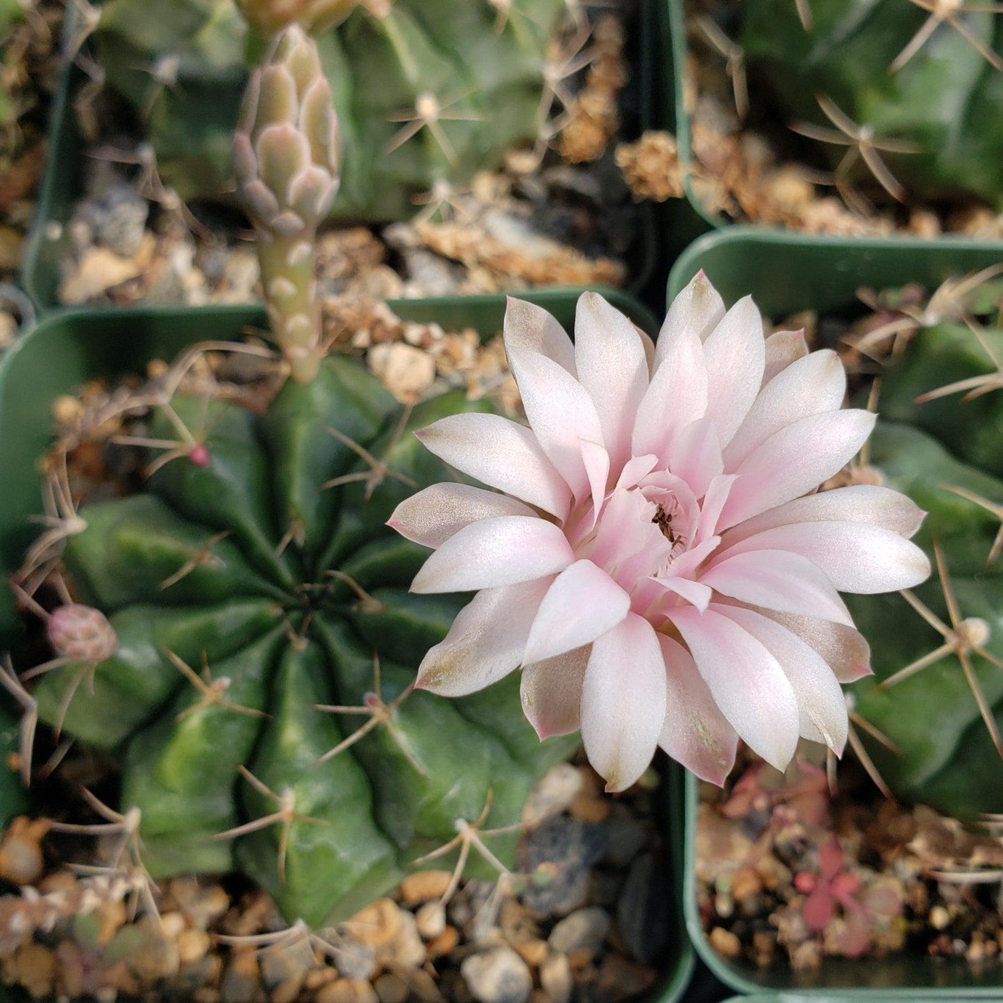 Gymnocalycium damsii torulosum